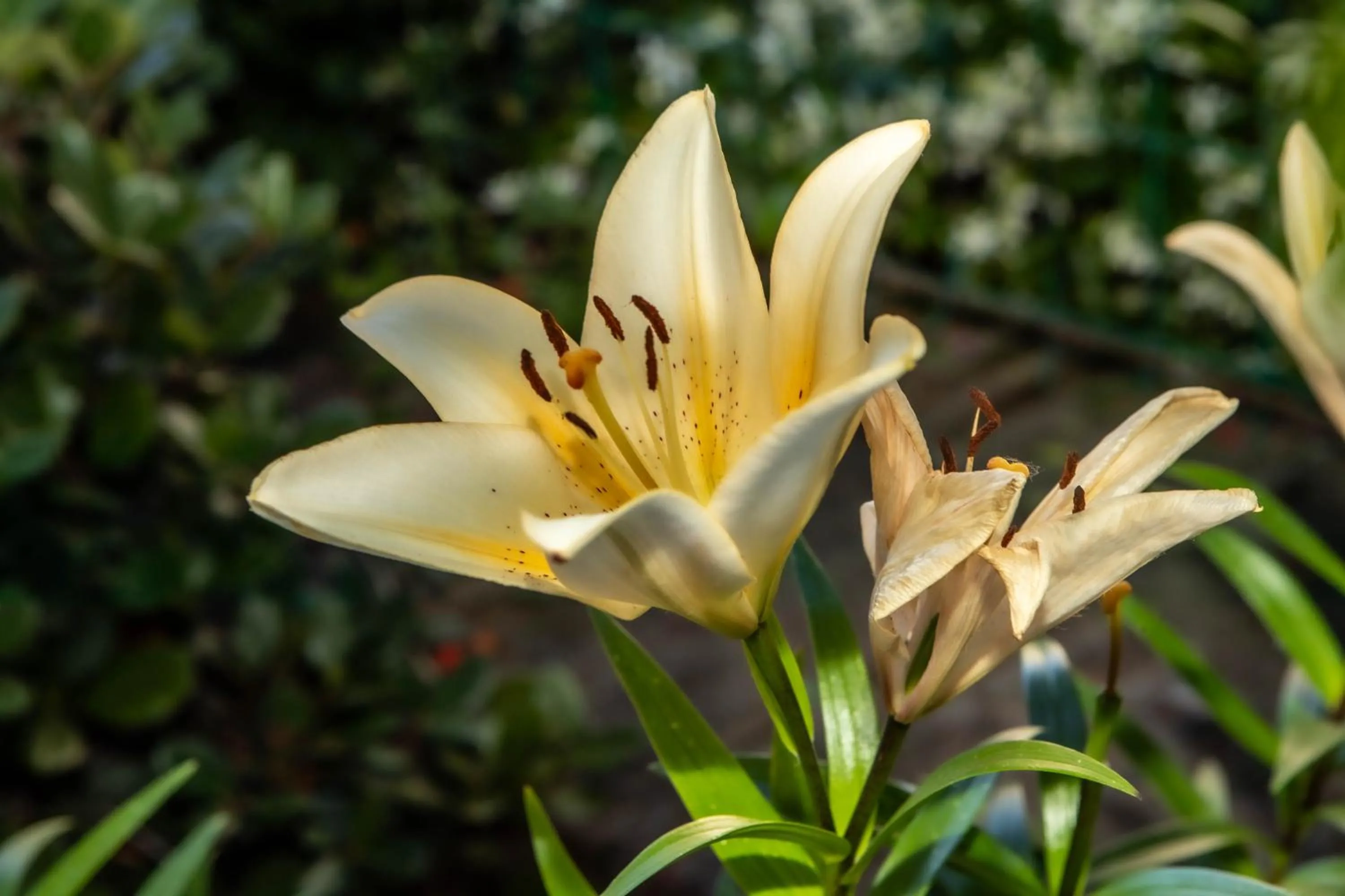 Spring in Affittacamere Campus Trigoria