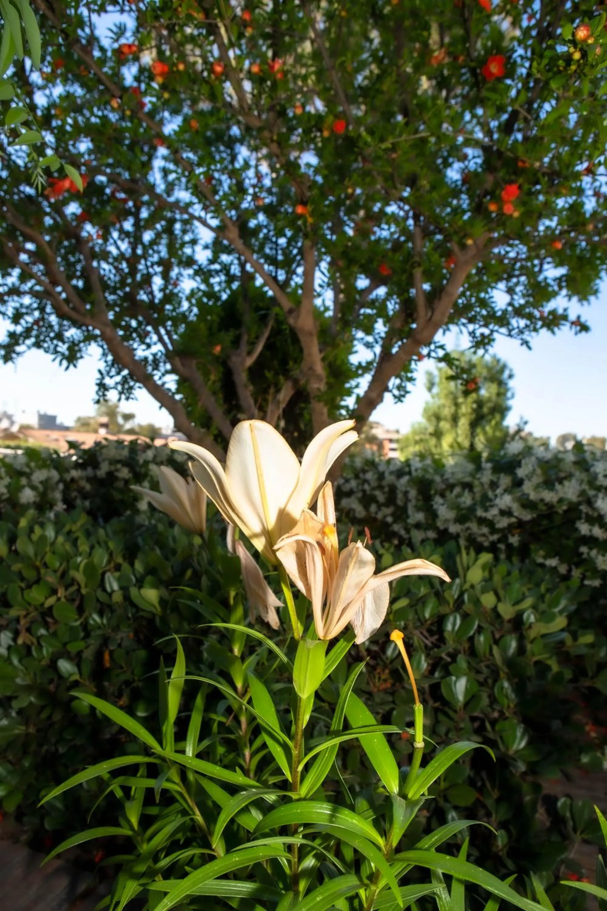 Garden in Affittacamere Campus Trigoria