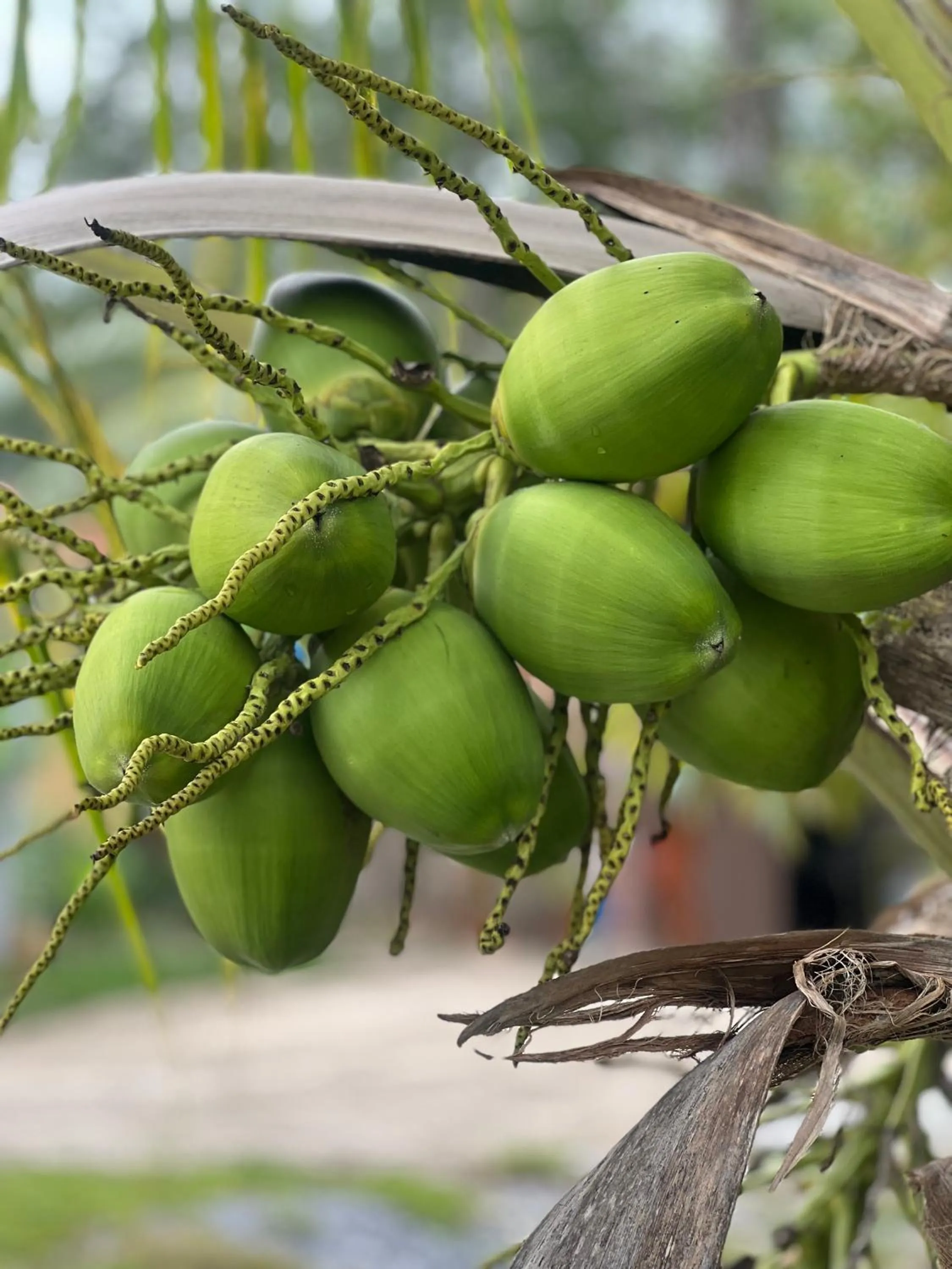 Country house Pulai Holiday Village