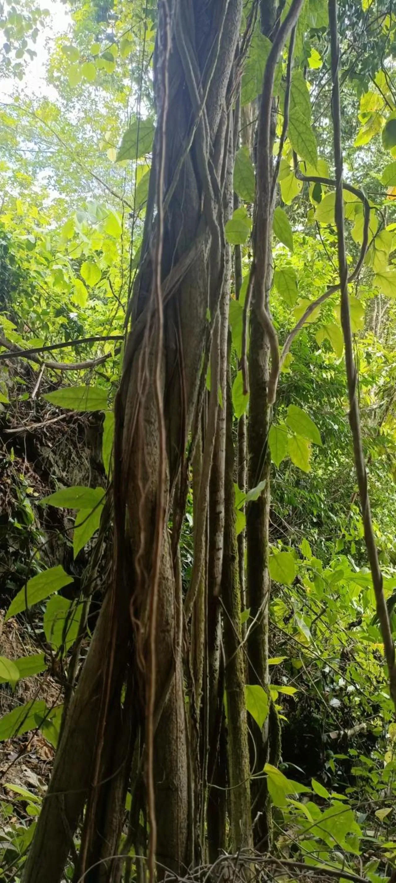 Property building in Country house Pulai Holiday Village