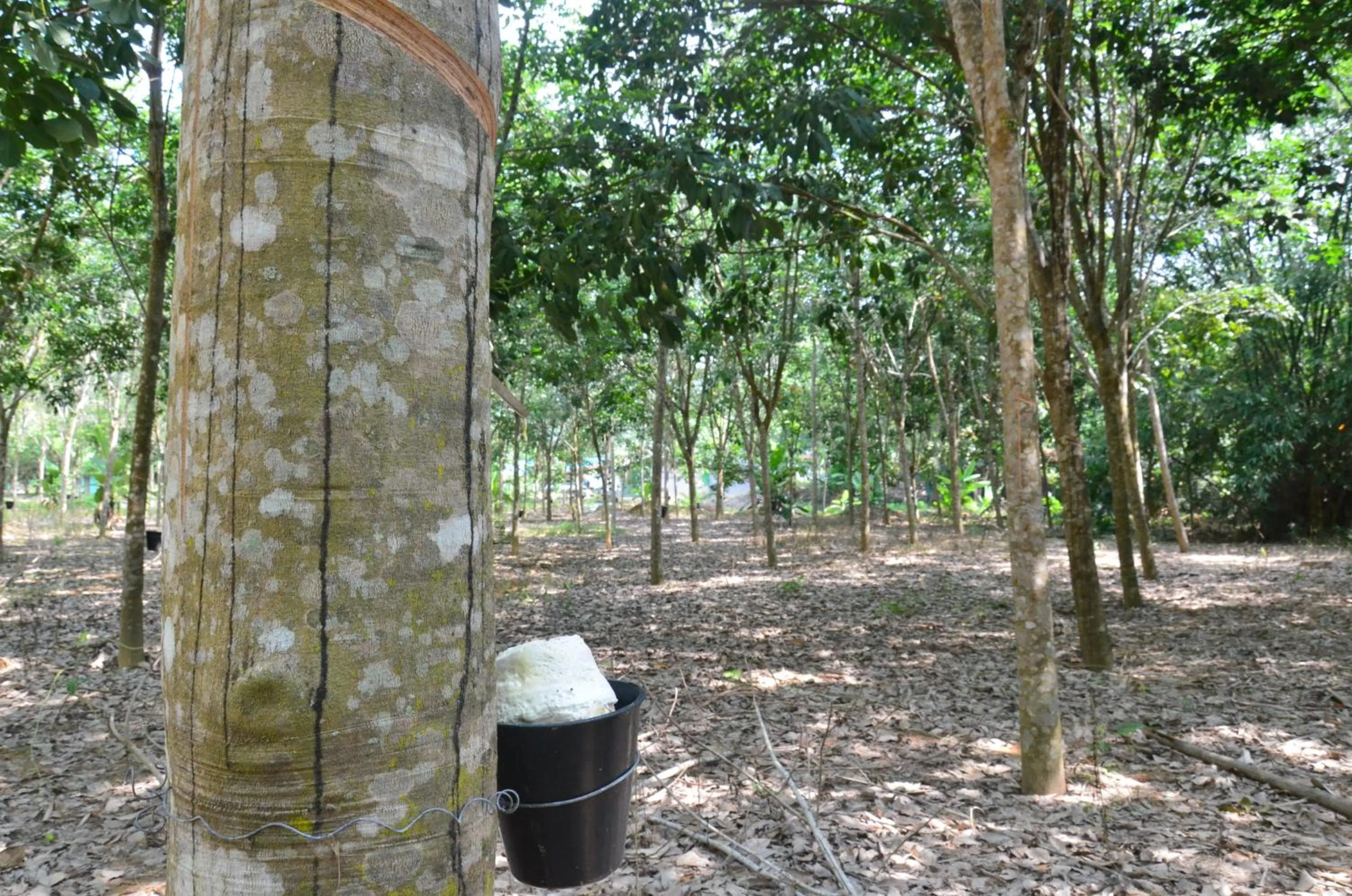 Country house Pulai Holiday Village