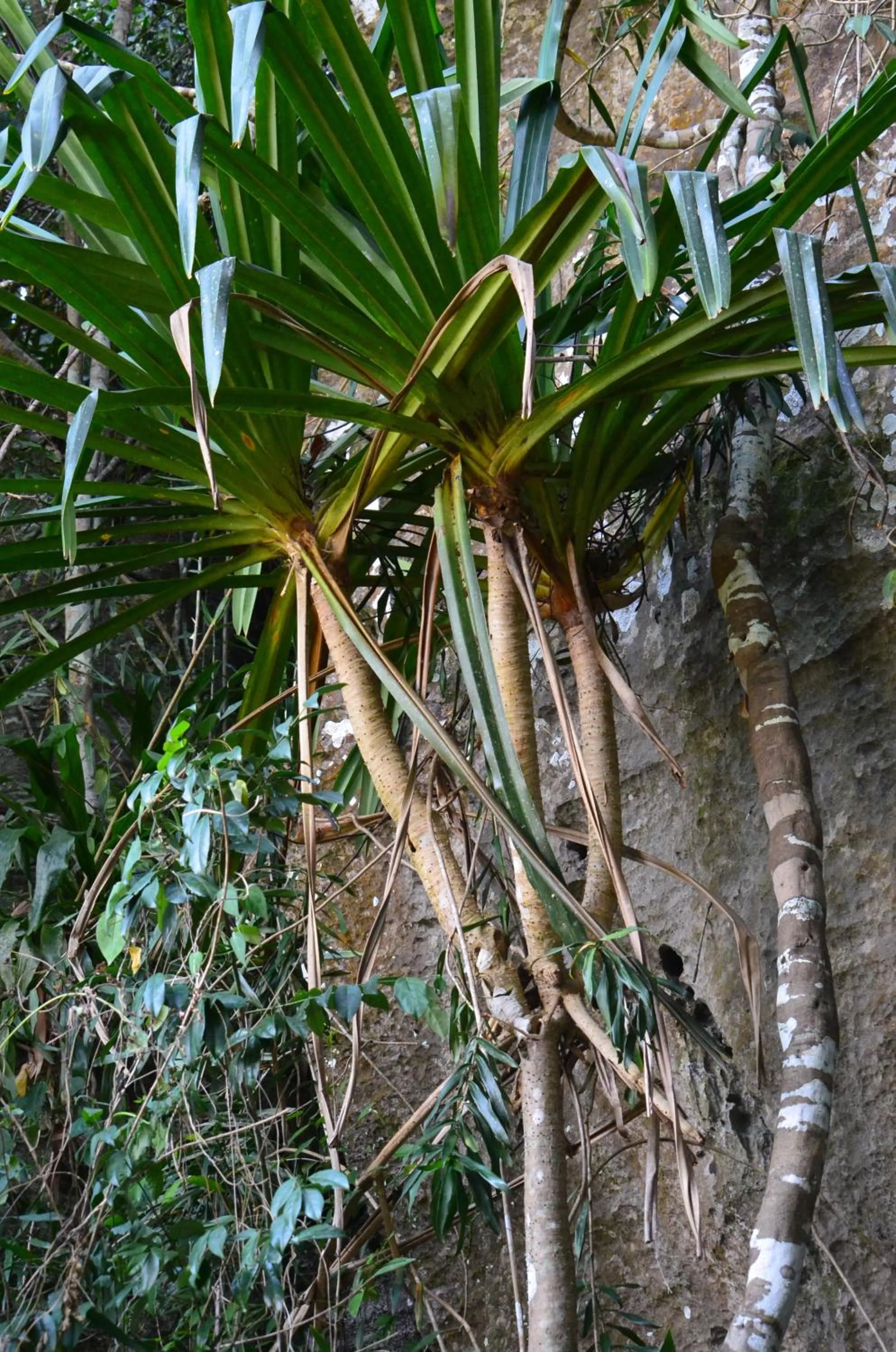 Natural landscape in Country house Pulai Holiday Village