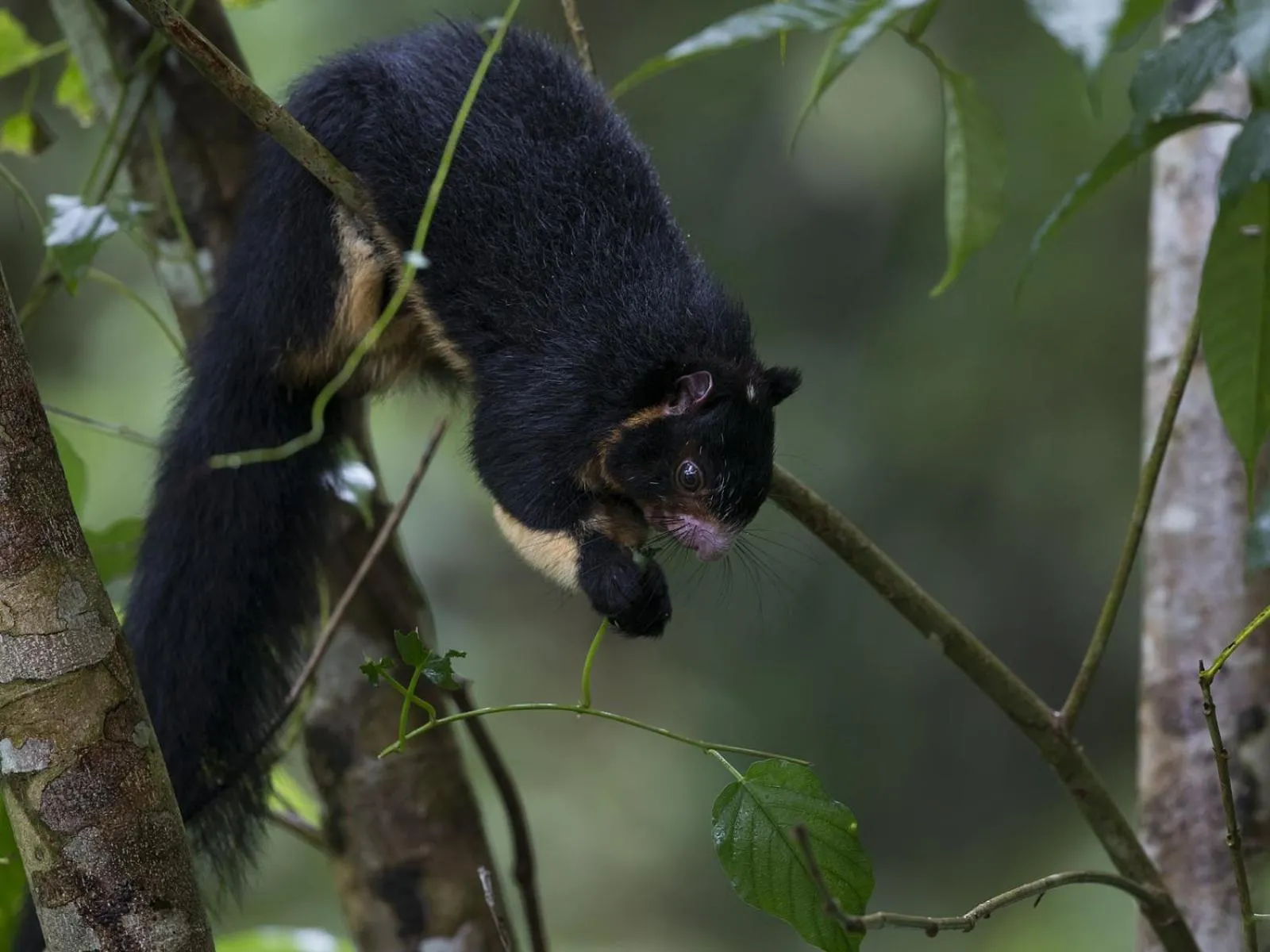 Animals in Sinharaja Forest Edge