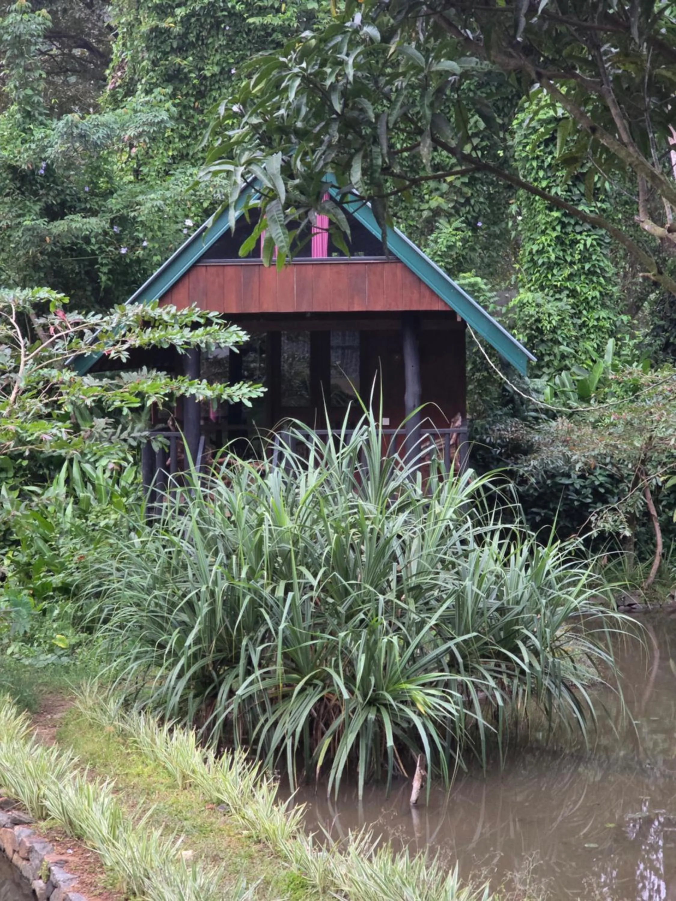 Sinharaja Forest Edge