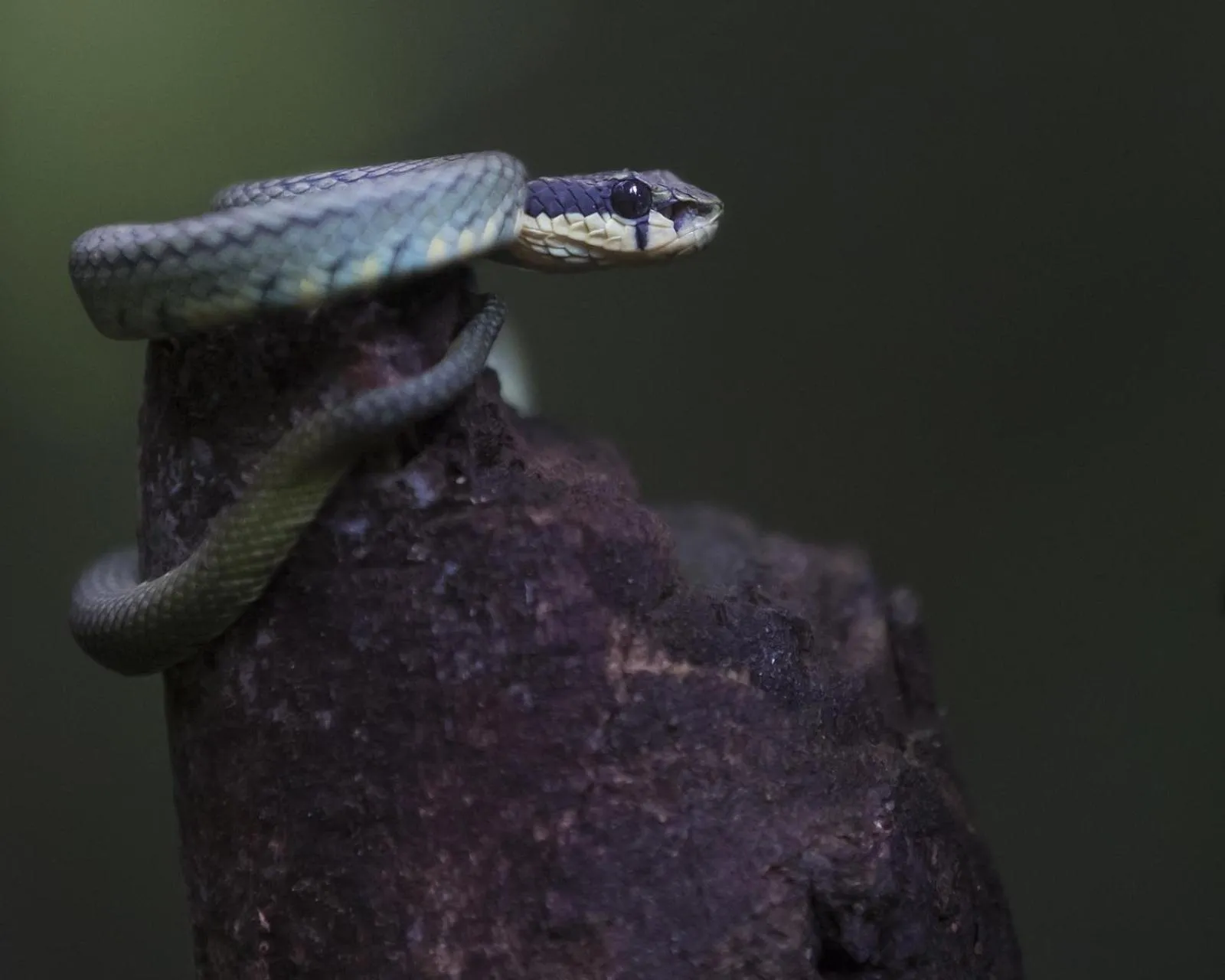 Animals in Sinharaja Forest Edge