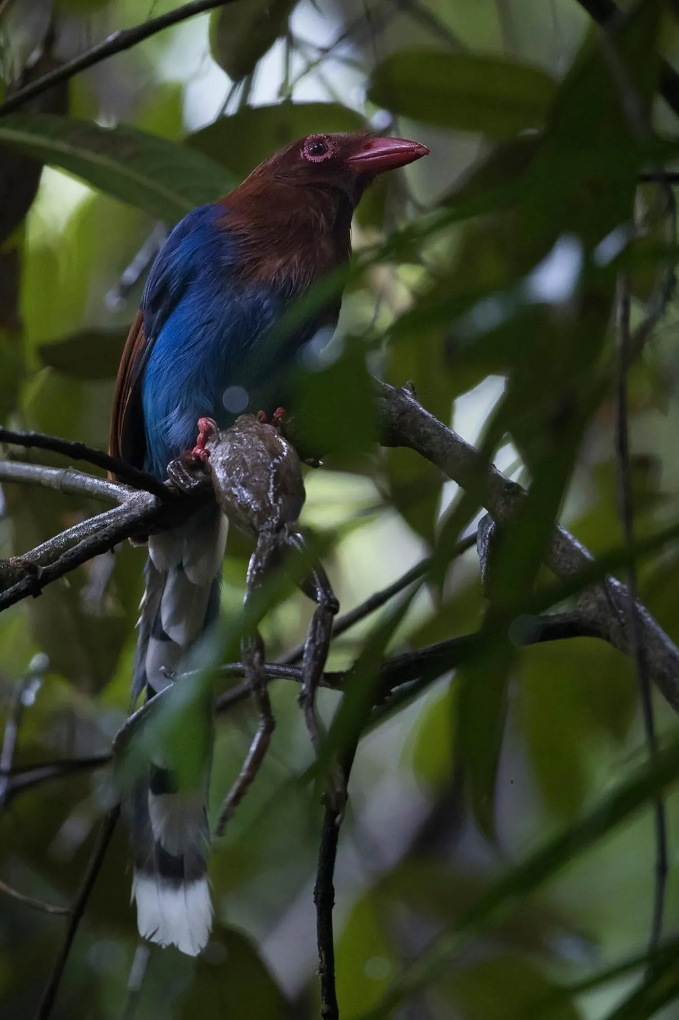 Animals in Sinharaja Forest Edge
