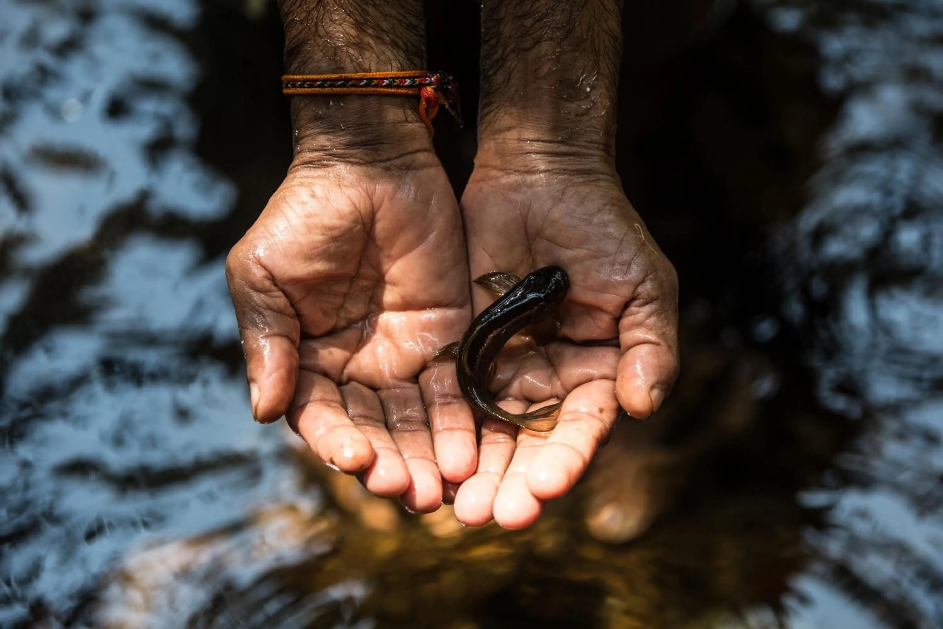 Other in Sinharaja Forest Edge