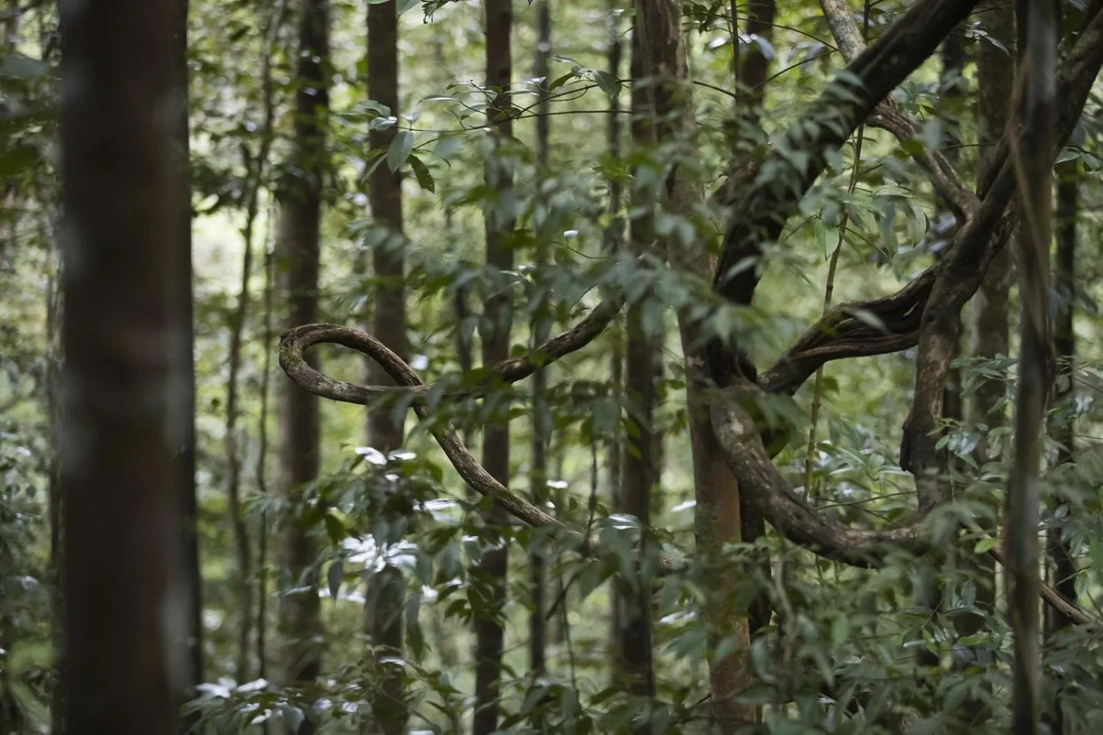 Landmark view in Sinharaja Forest Edge