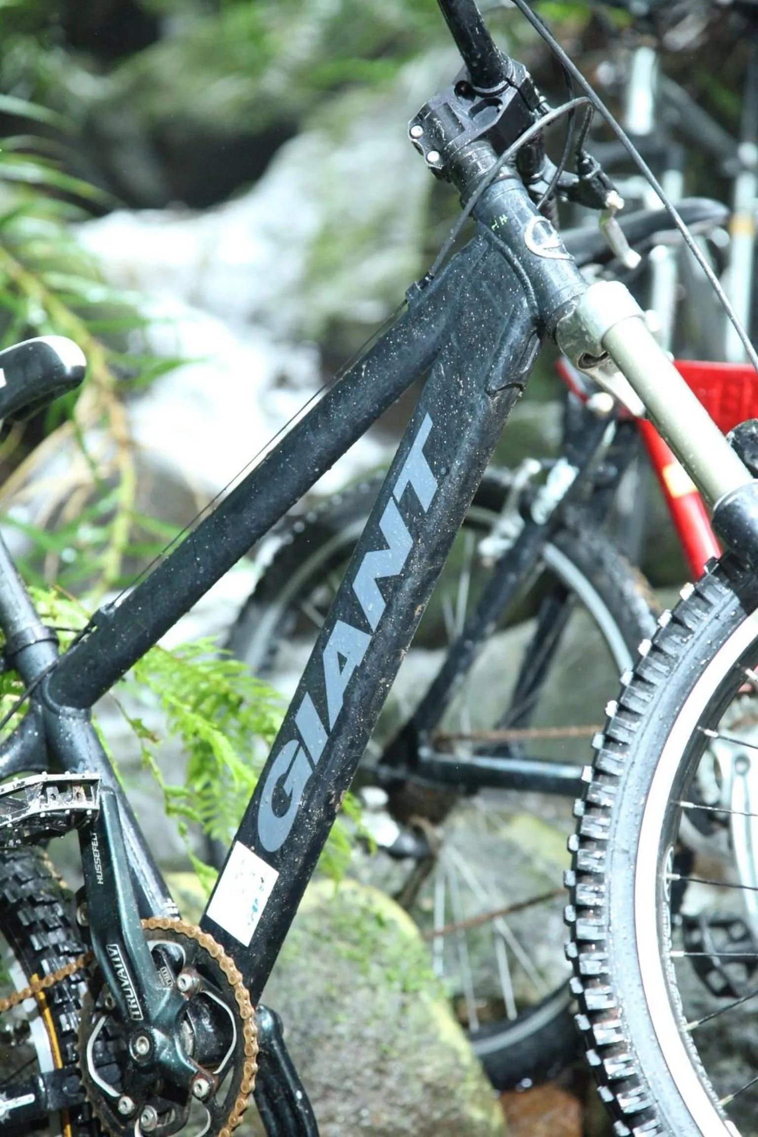 Other in Sinharaja Forest Edge