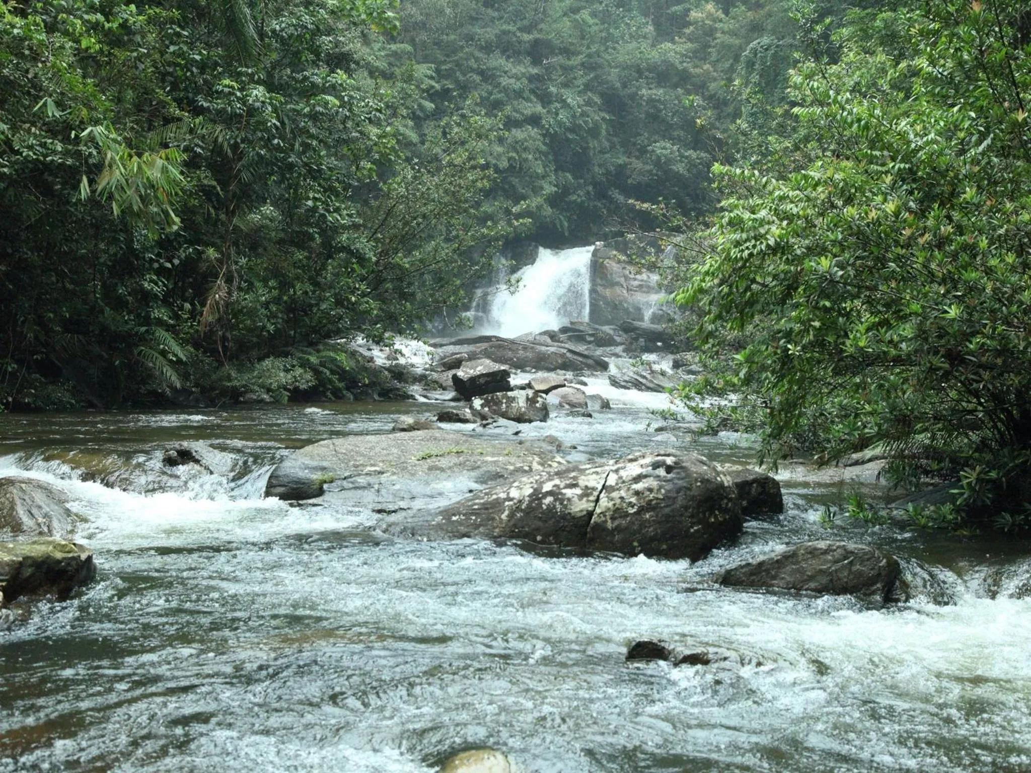 View (from property/room) in Sinharaja Forest Edge