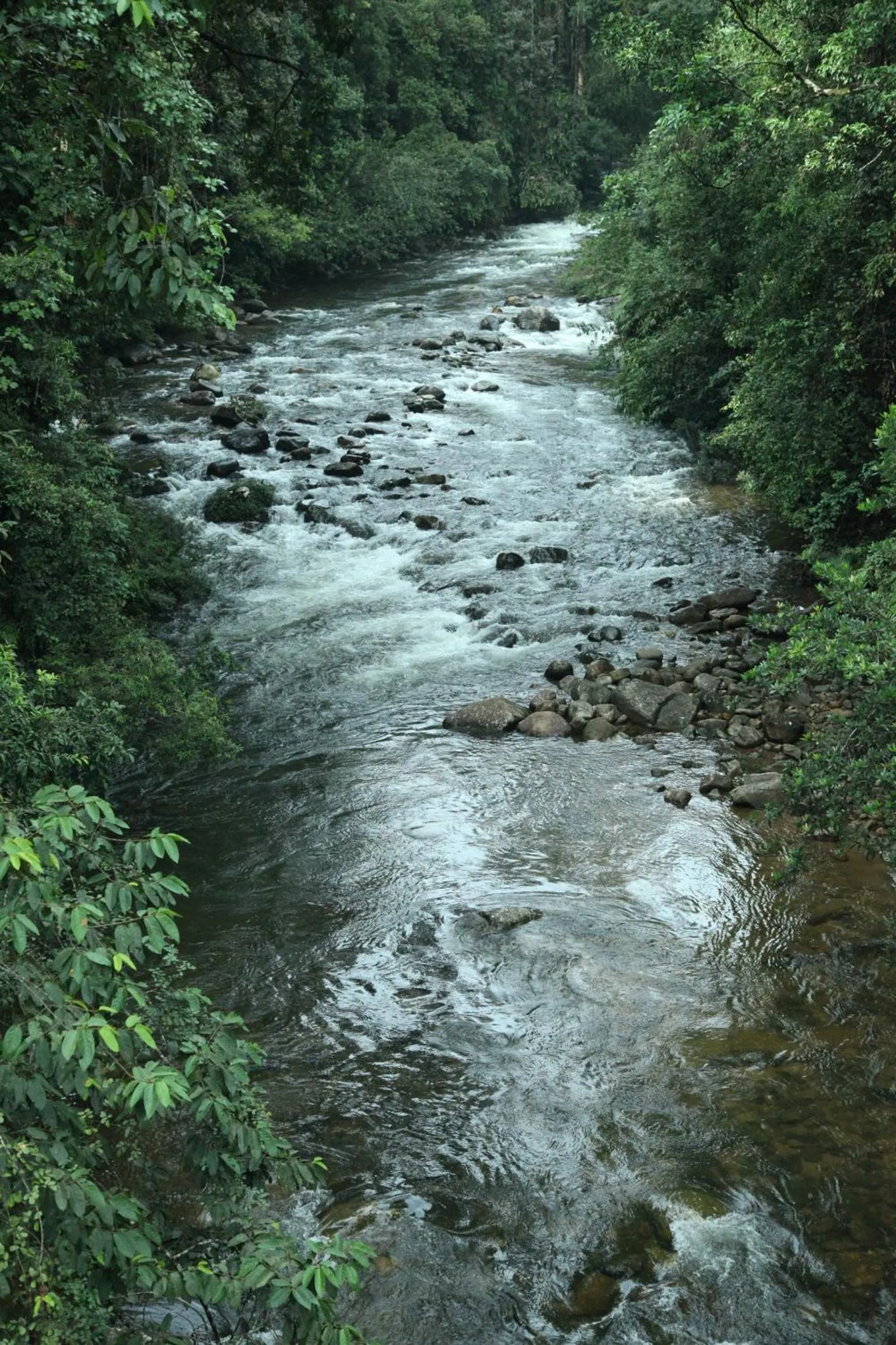 View (from property/room) in Sinharaja Forest Edge