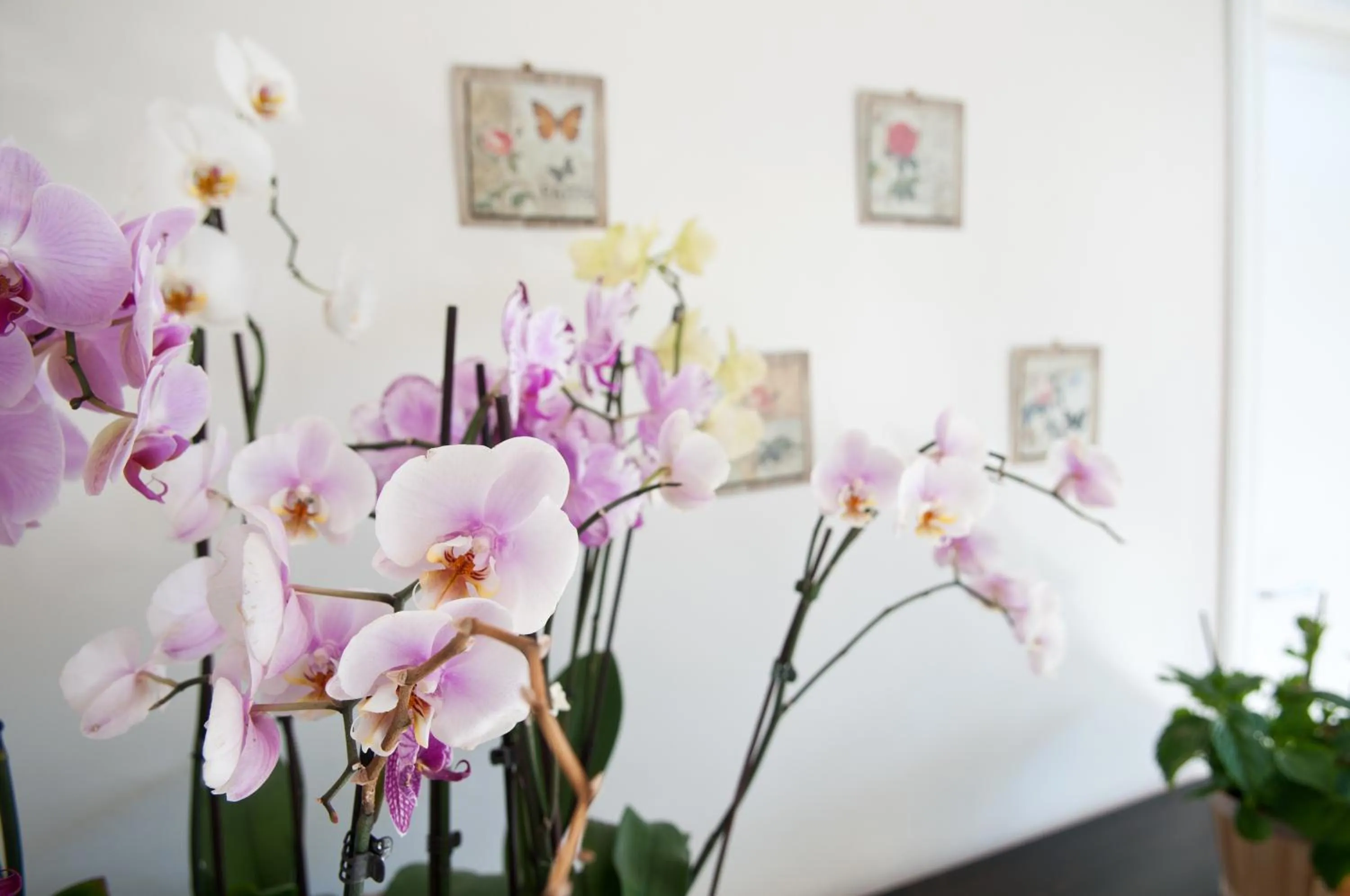 Balcony/Terrace in Mimì B&B