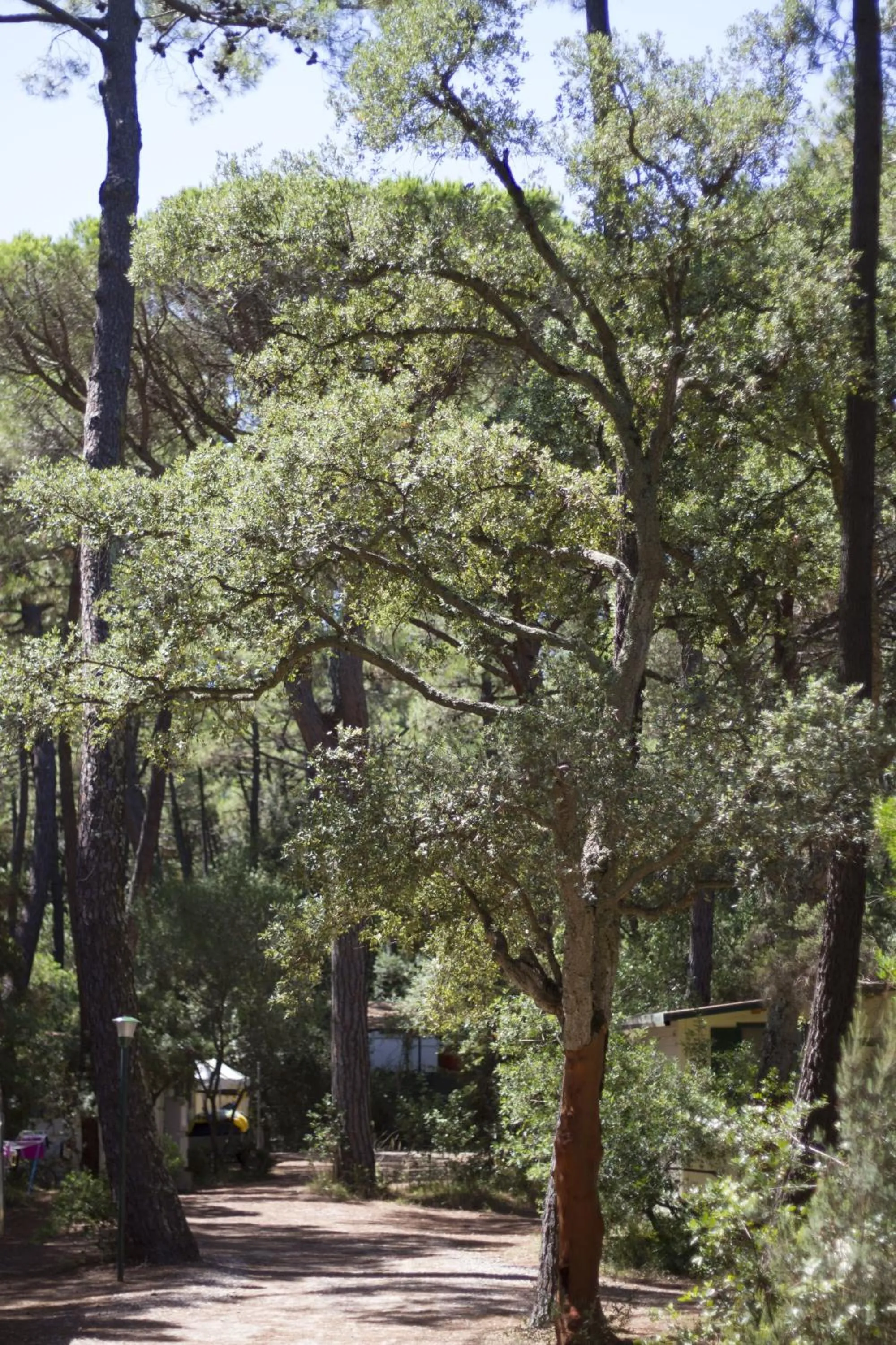 Other in PuntAla Camp & Resort