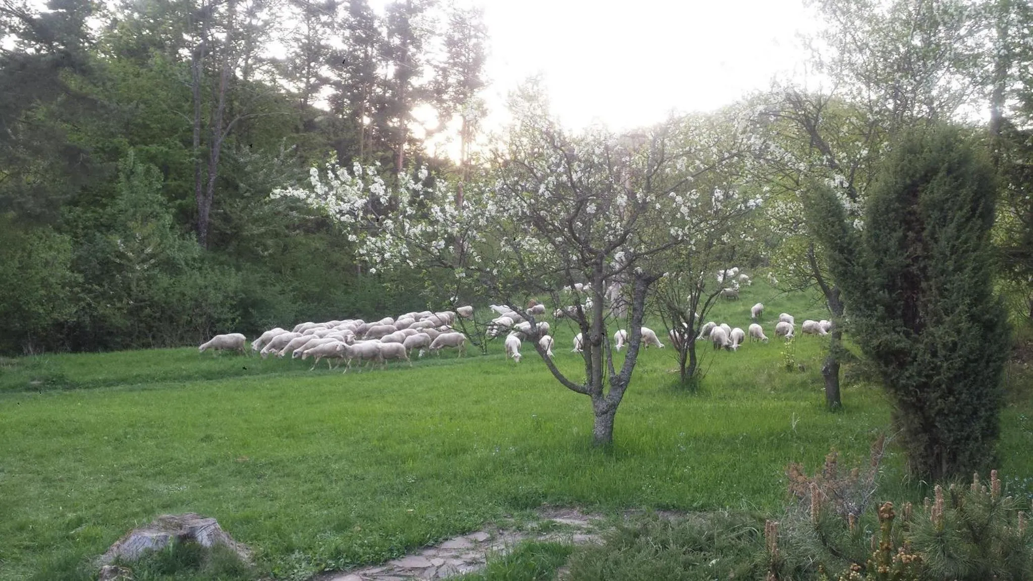 Chalúpka pod Lipkami