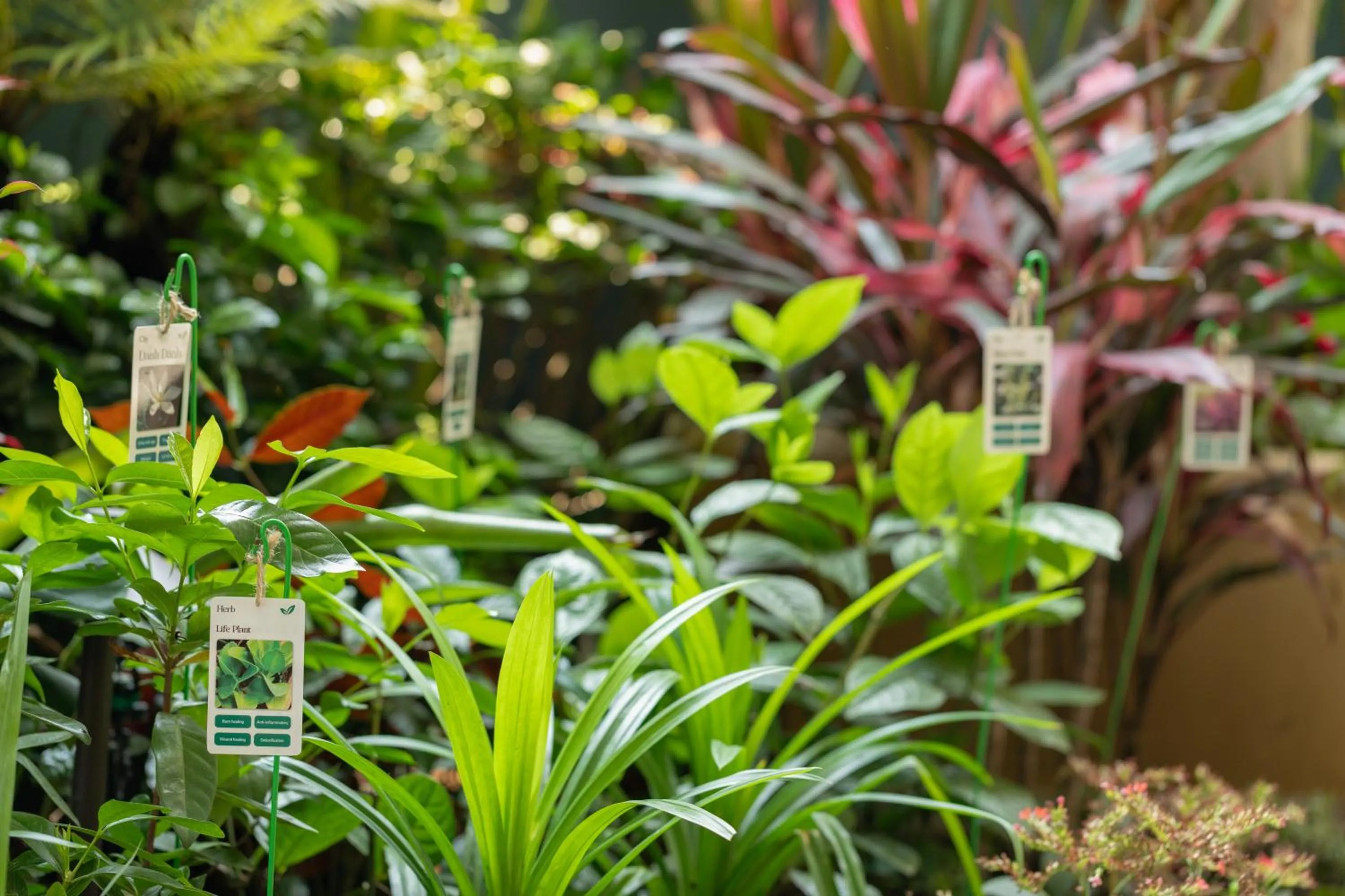 Spring in Saha Casa Boutique Hotel Da Nang
