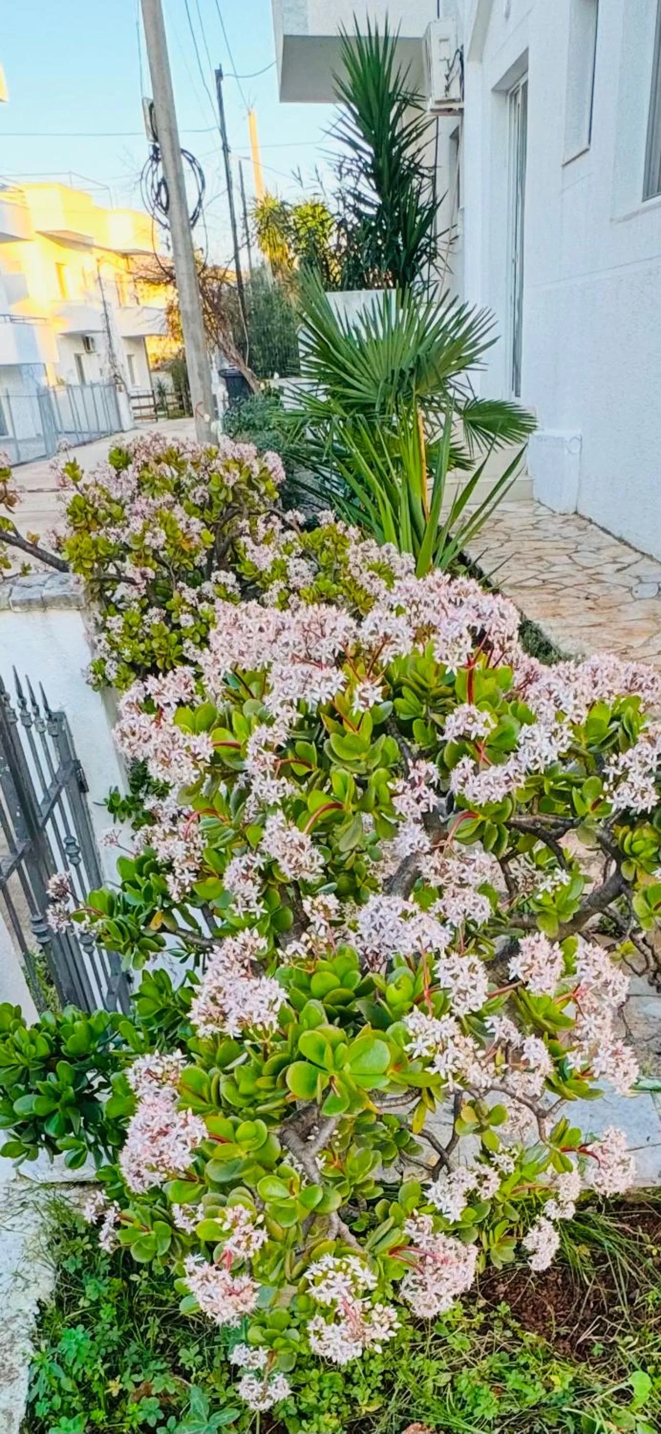 Garden in Central Garden Sofia 1- Free Parking