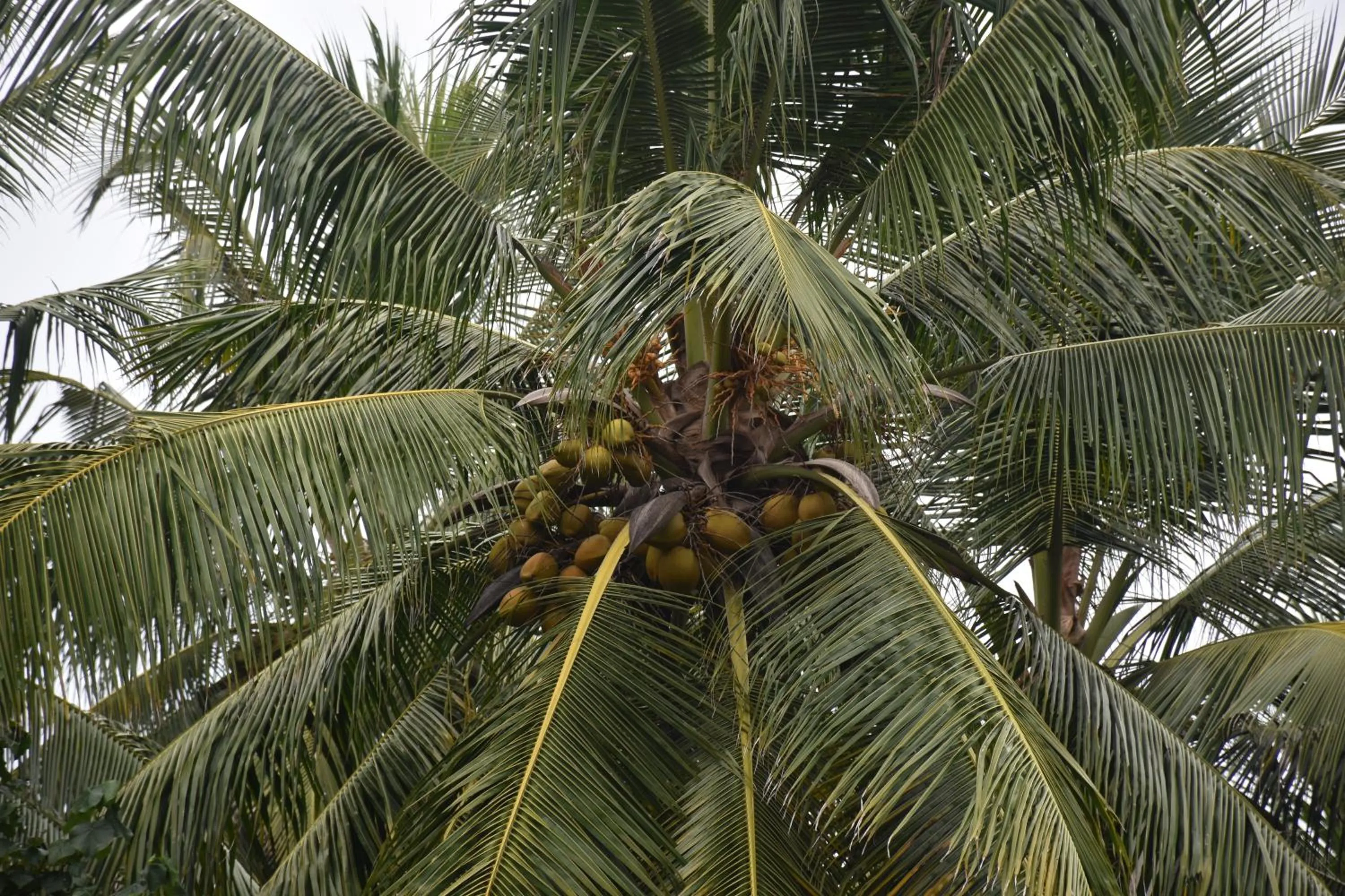 View (from property/room) in Aaradhya Mirissa