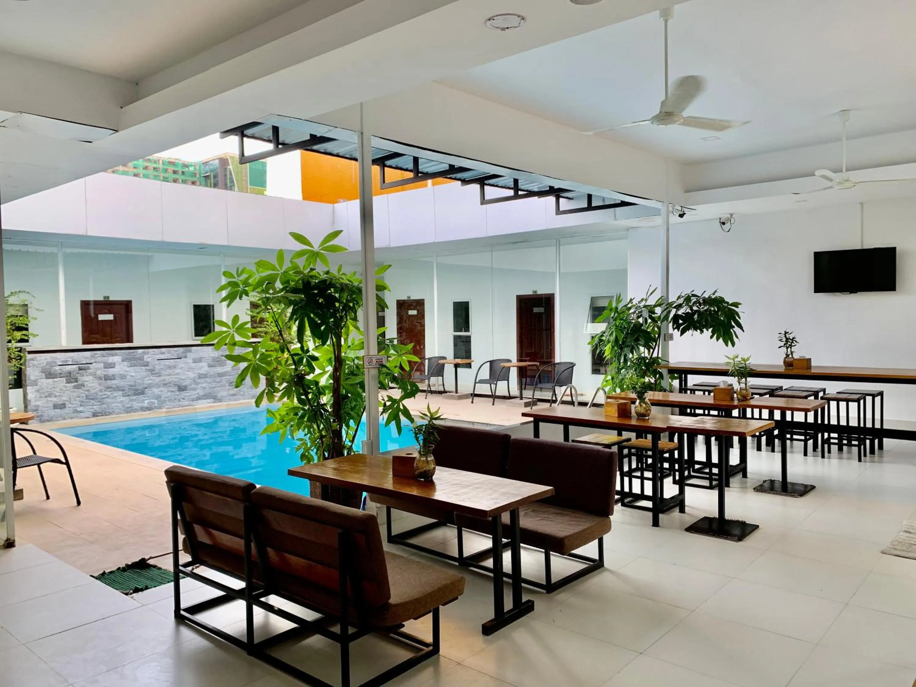 Onederz SHV Golden Lion