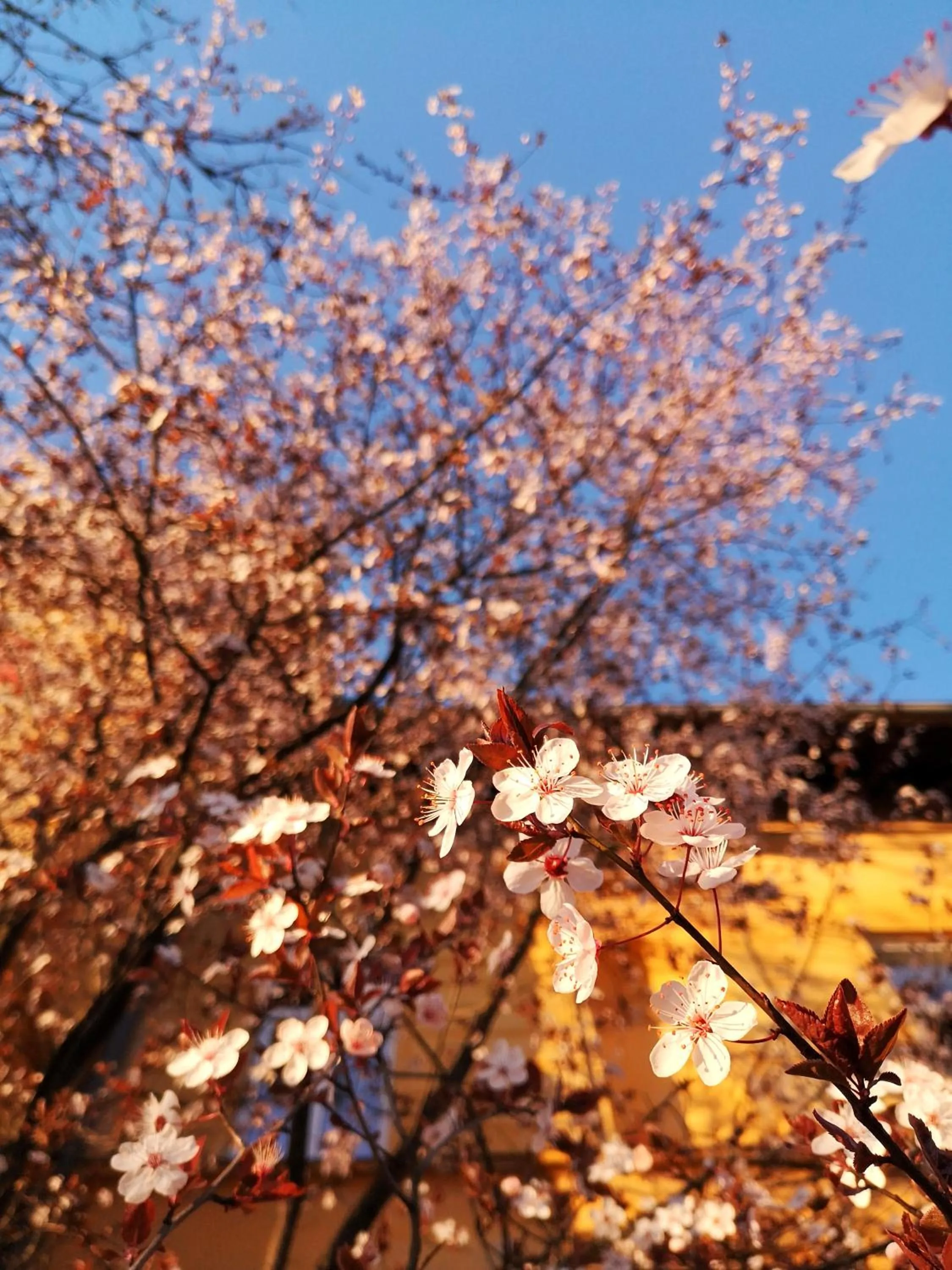 The Villa, Ljubljana city center