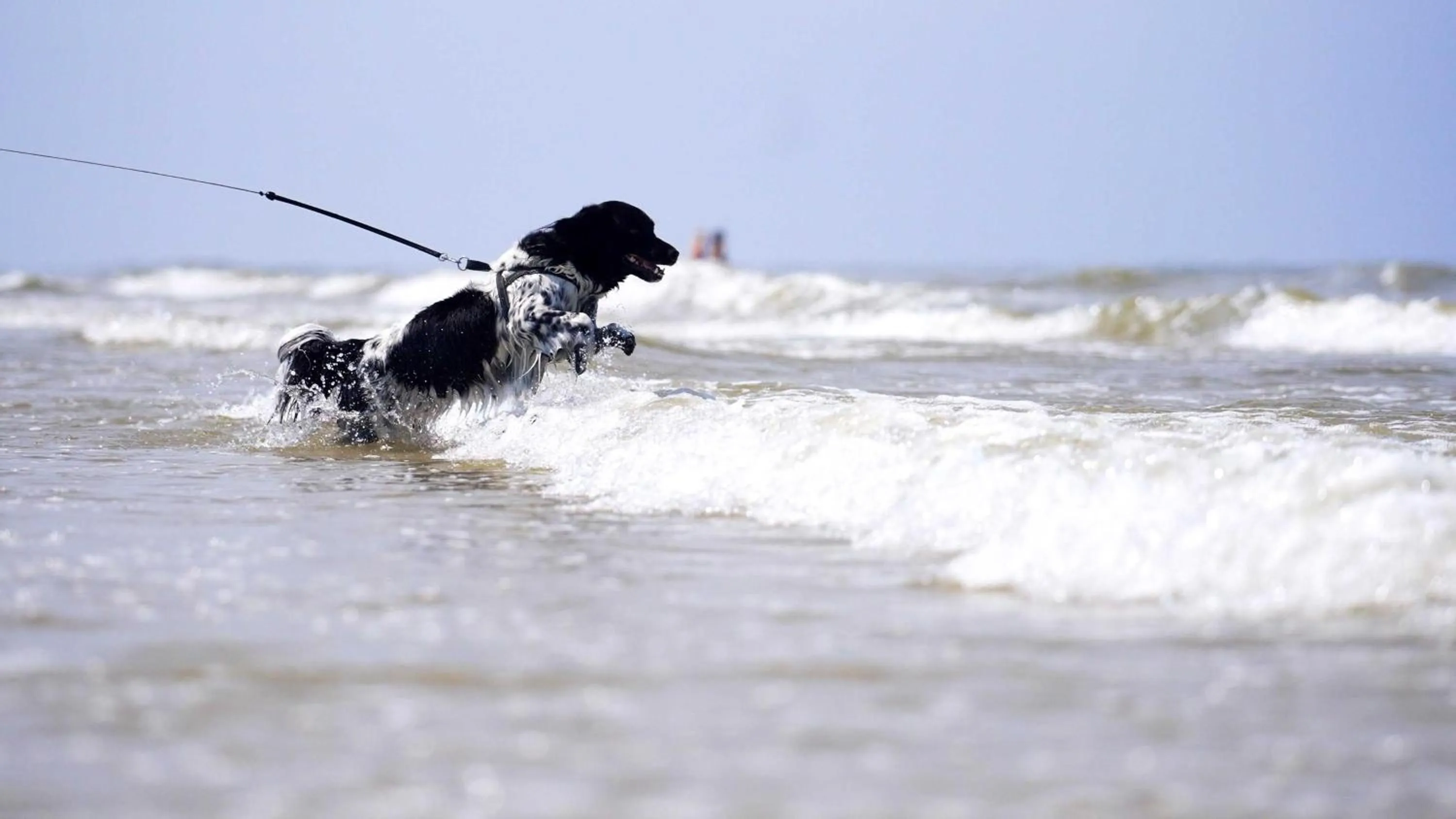Beach in Paal 8 Hotel aan Zee