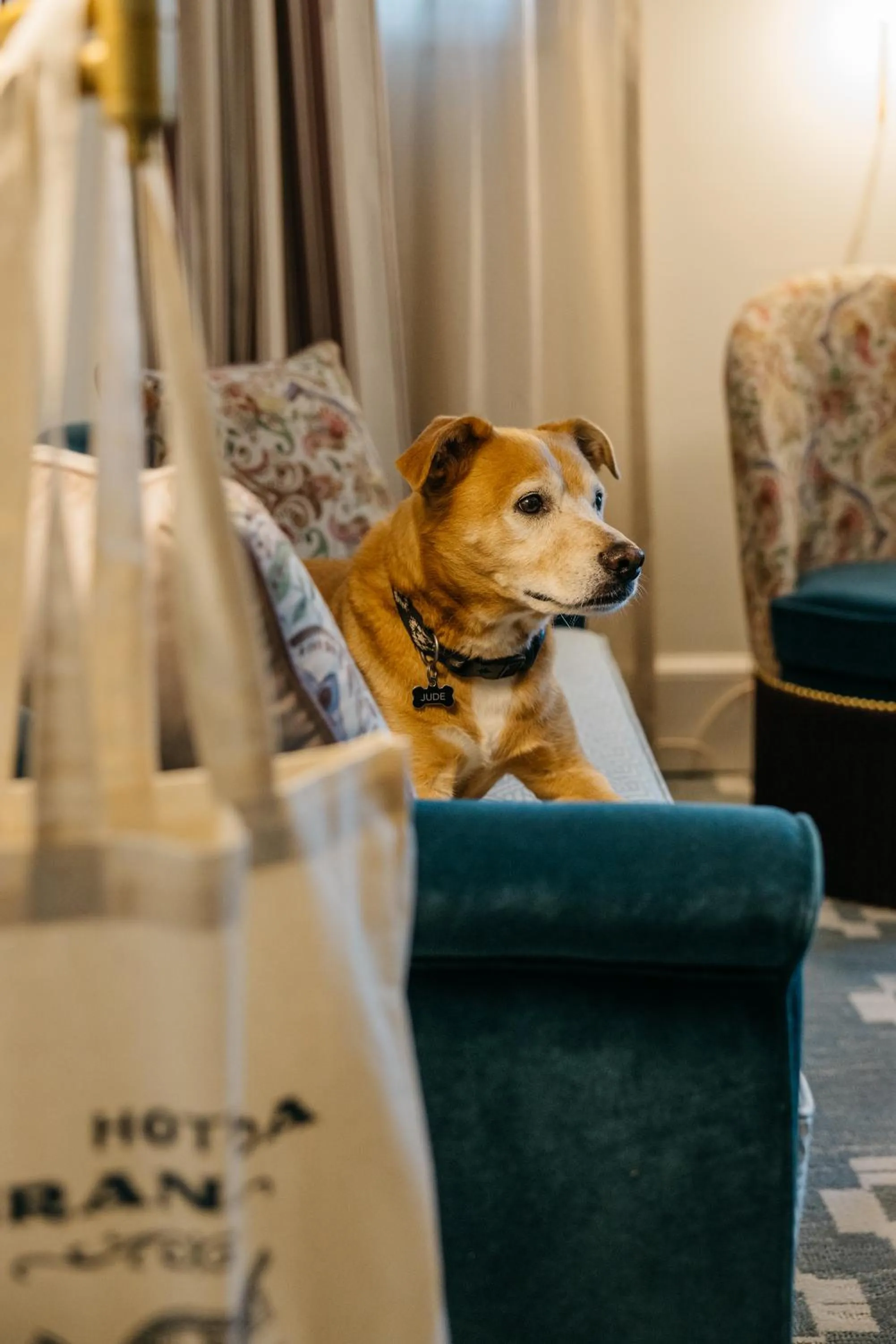 Pets in Hotel Granada, a Design Hotel