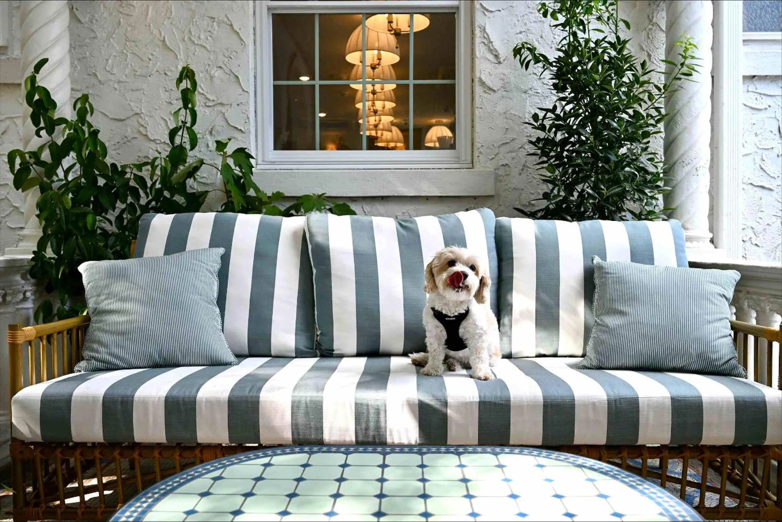 Pets in Hotel Granada, a Design Hotel