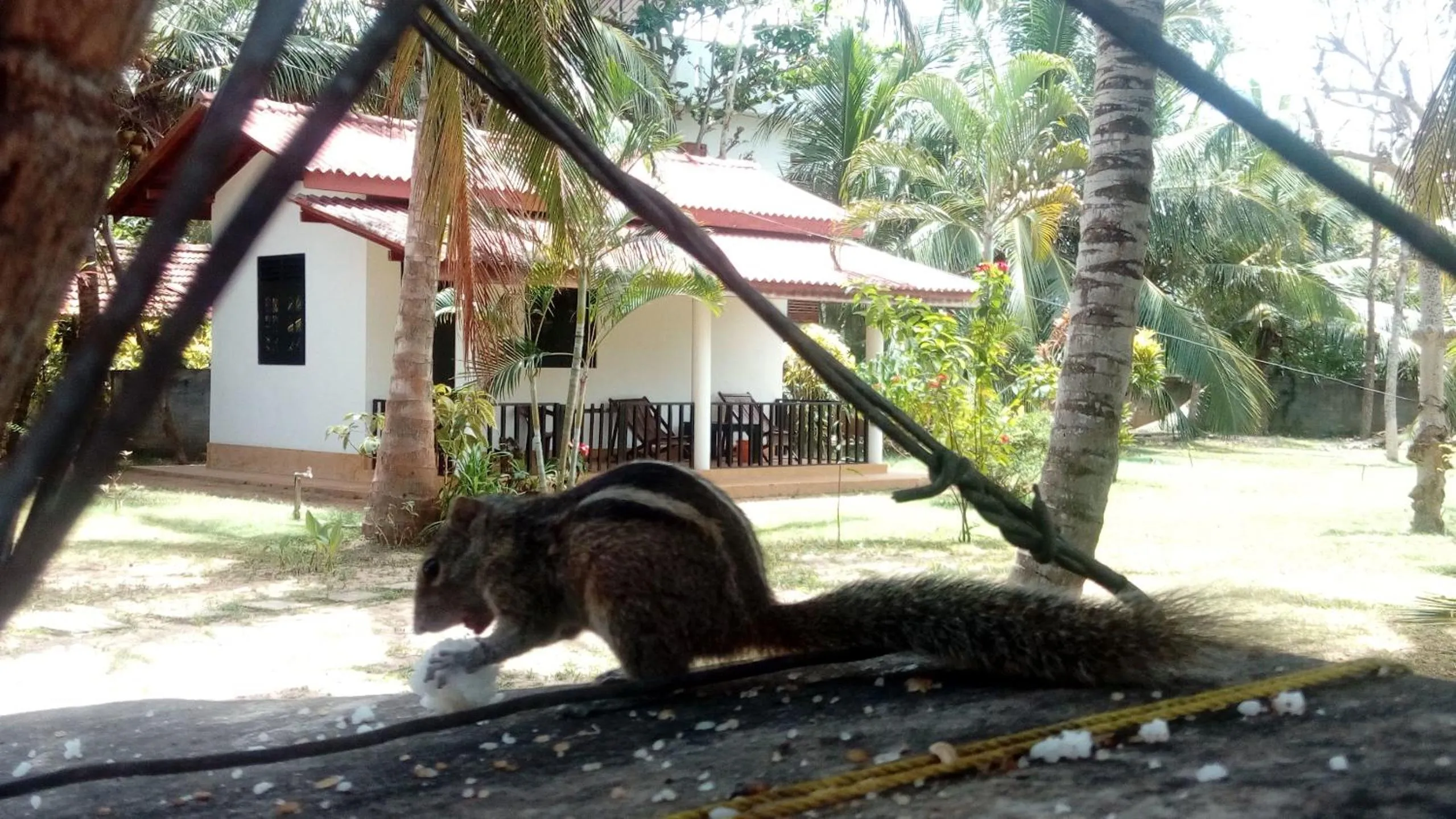 Animals in Beach Lagoon Guesthouse