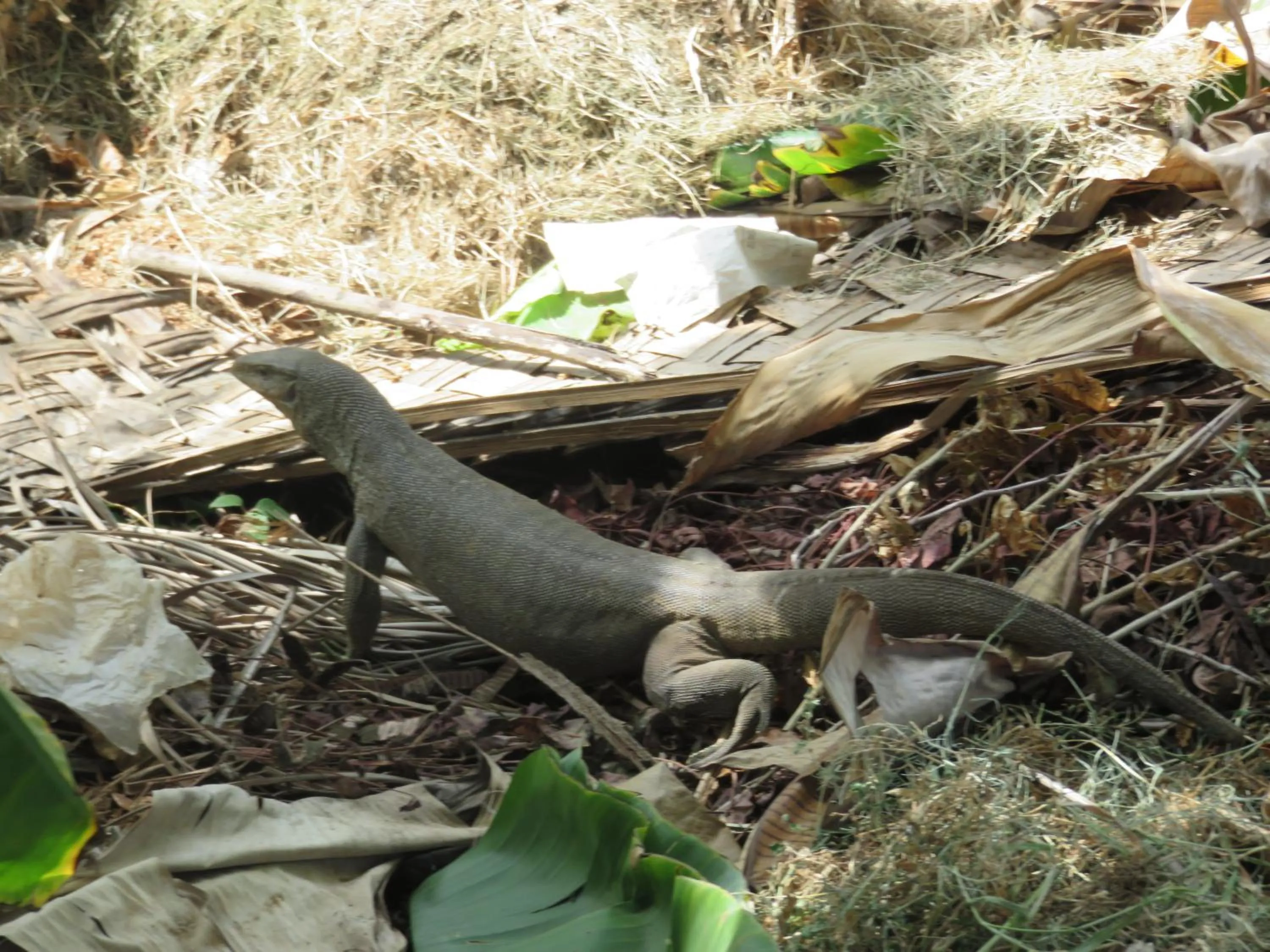 Garden in Beach Lagoon Guesthouse