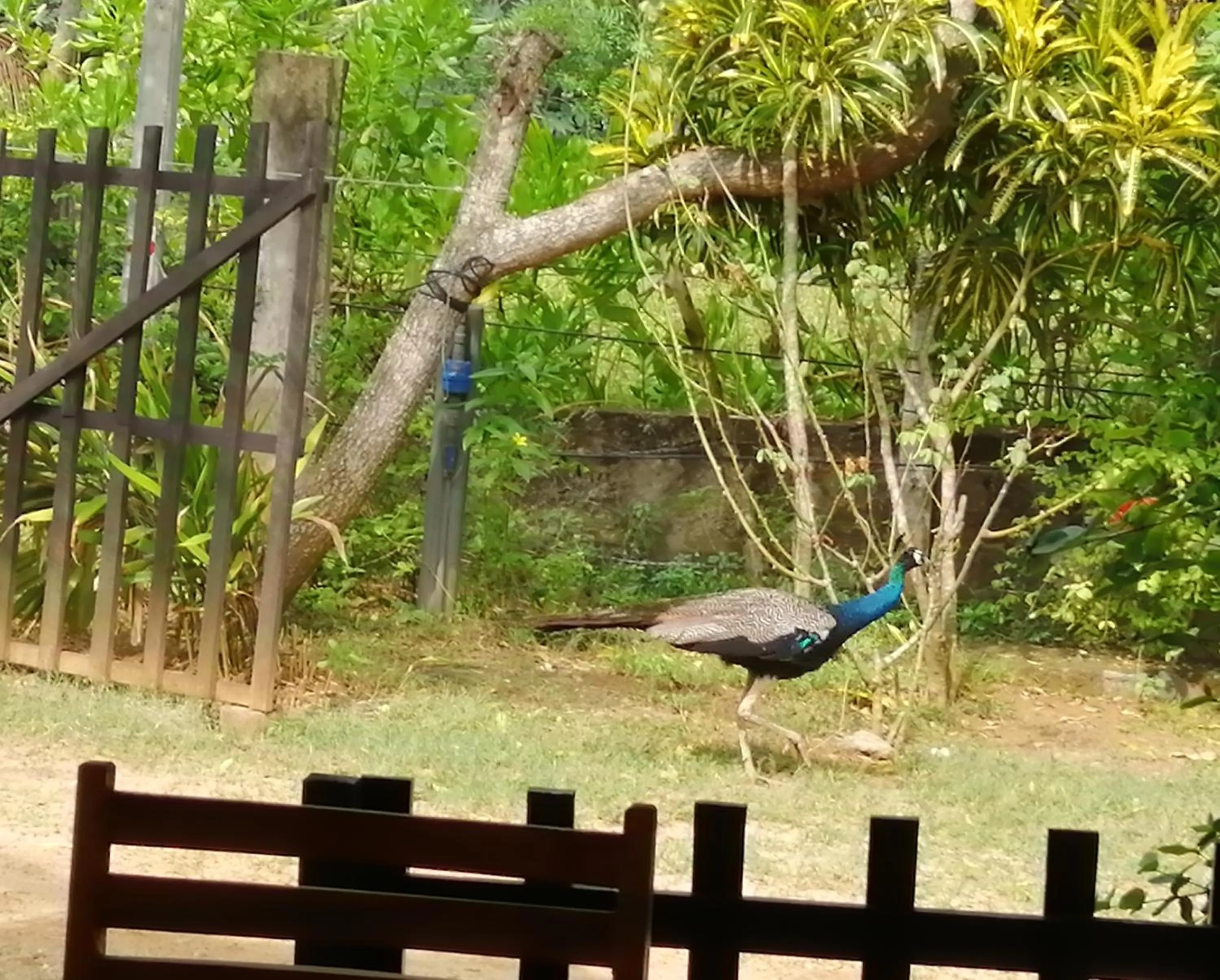 Garden in Beach Lagoon Guesthouse