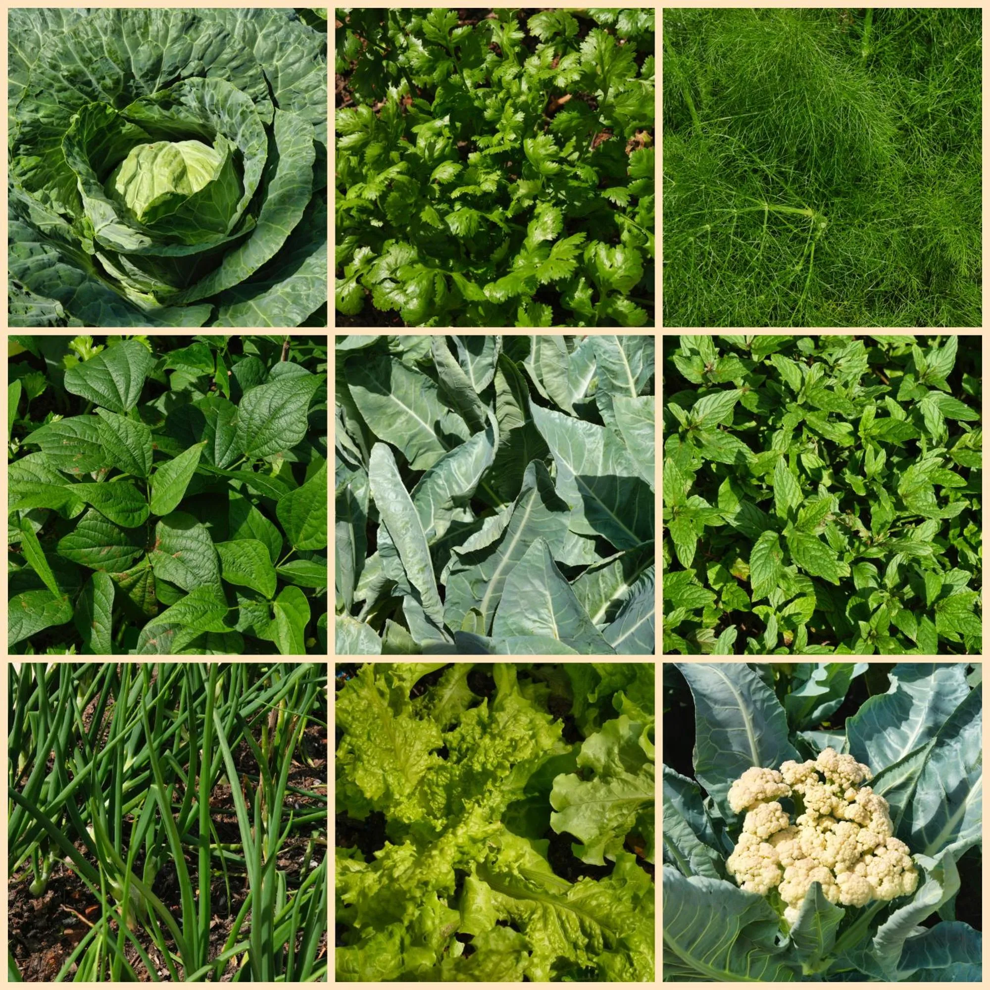 Garden in Mantis Soanambo Hotel And Spa