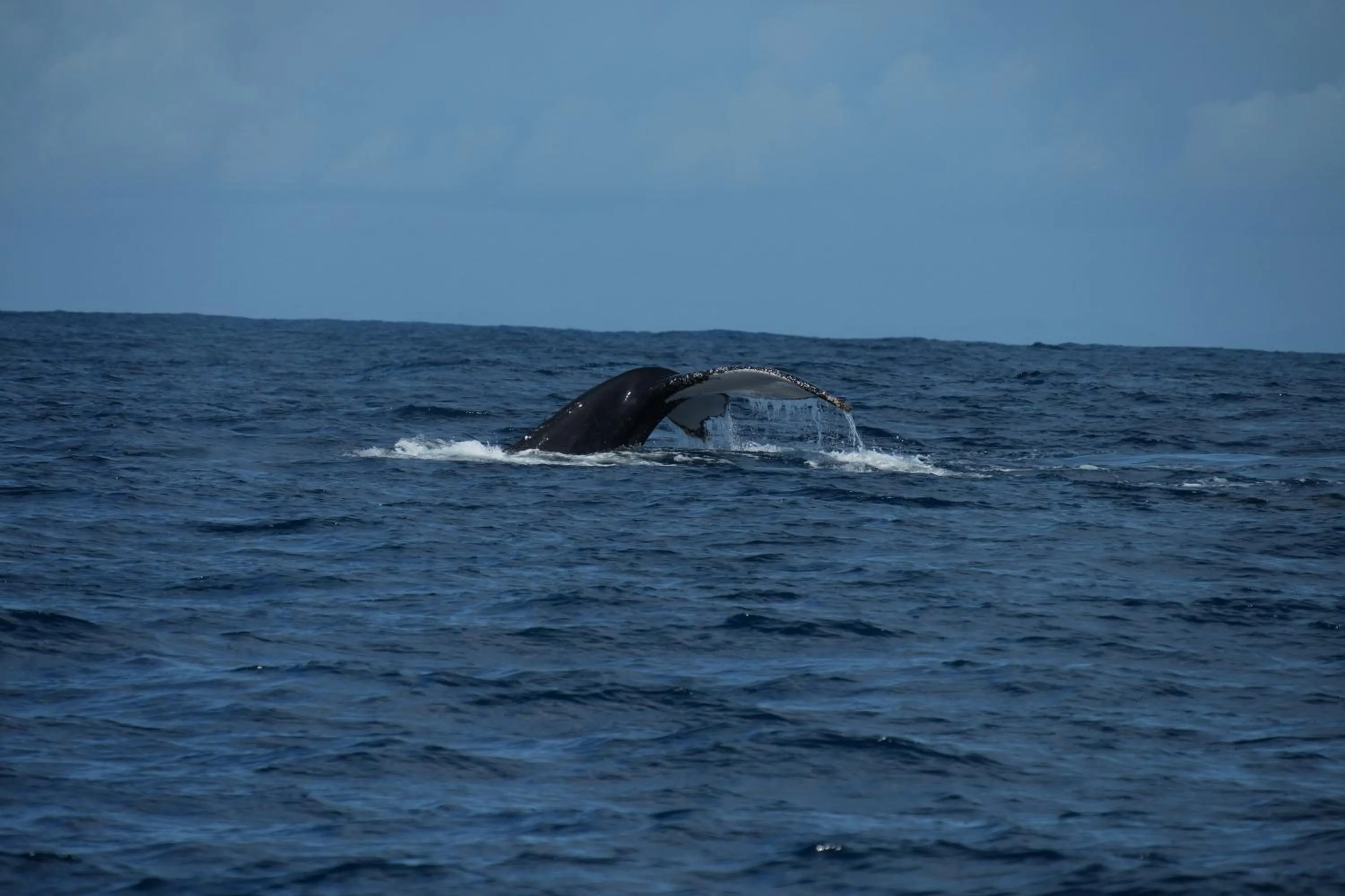 Activities in Mantis Soanambo Hotel And Spa