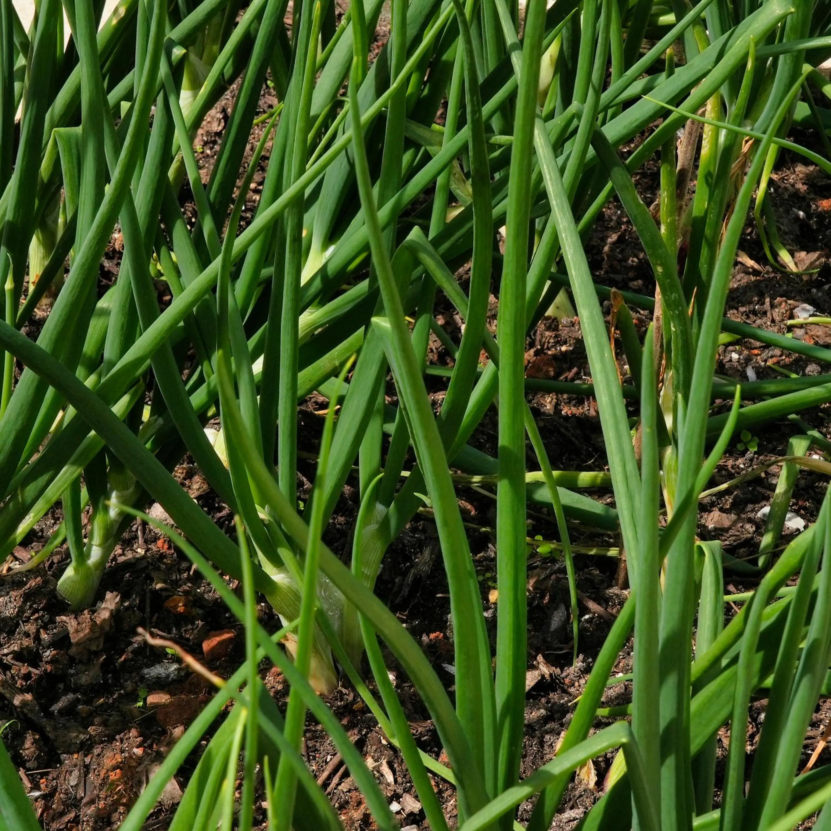 Restaurant/places to eat in Mantis Soanambo Hotel And Spa