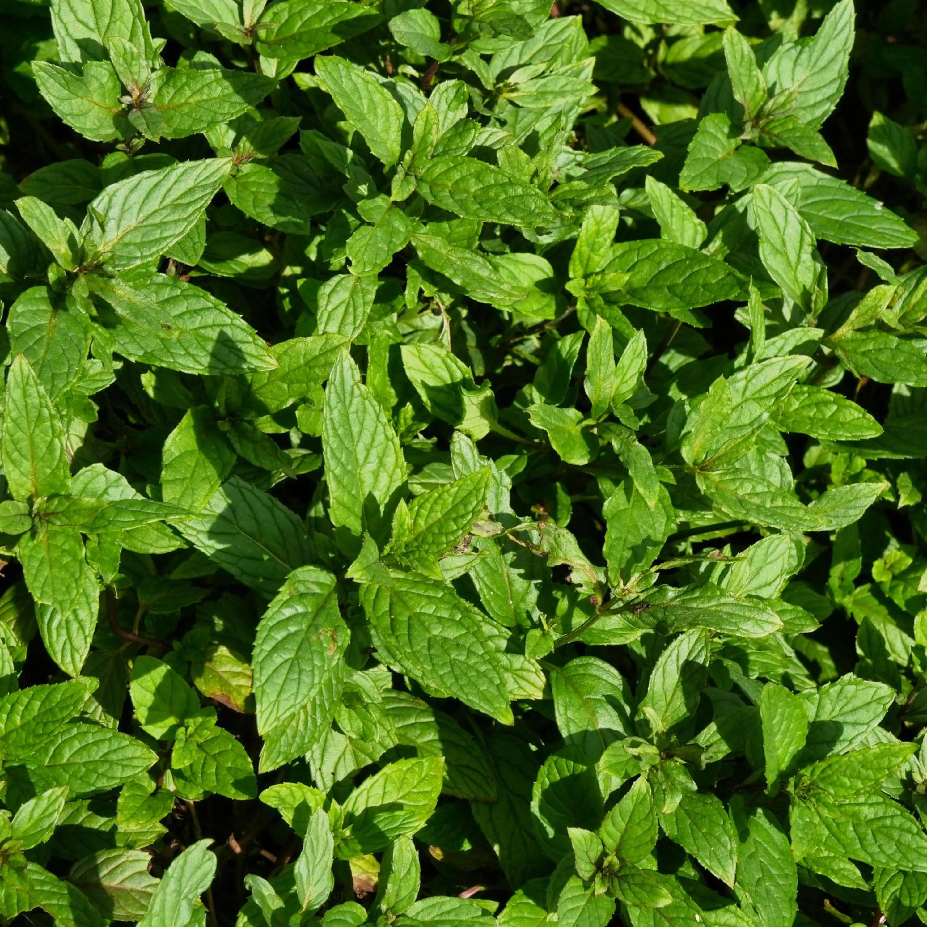 Garden in Mantis Soanambo Hotel And Spa