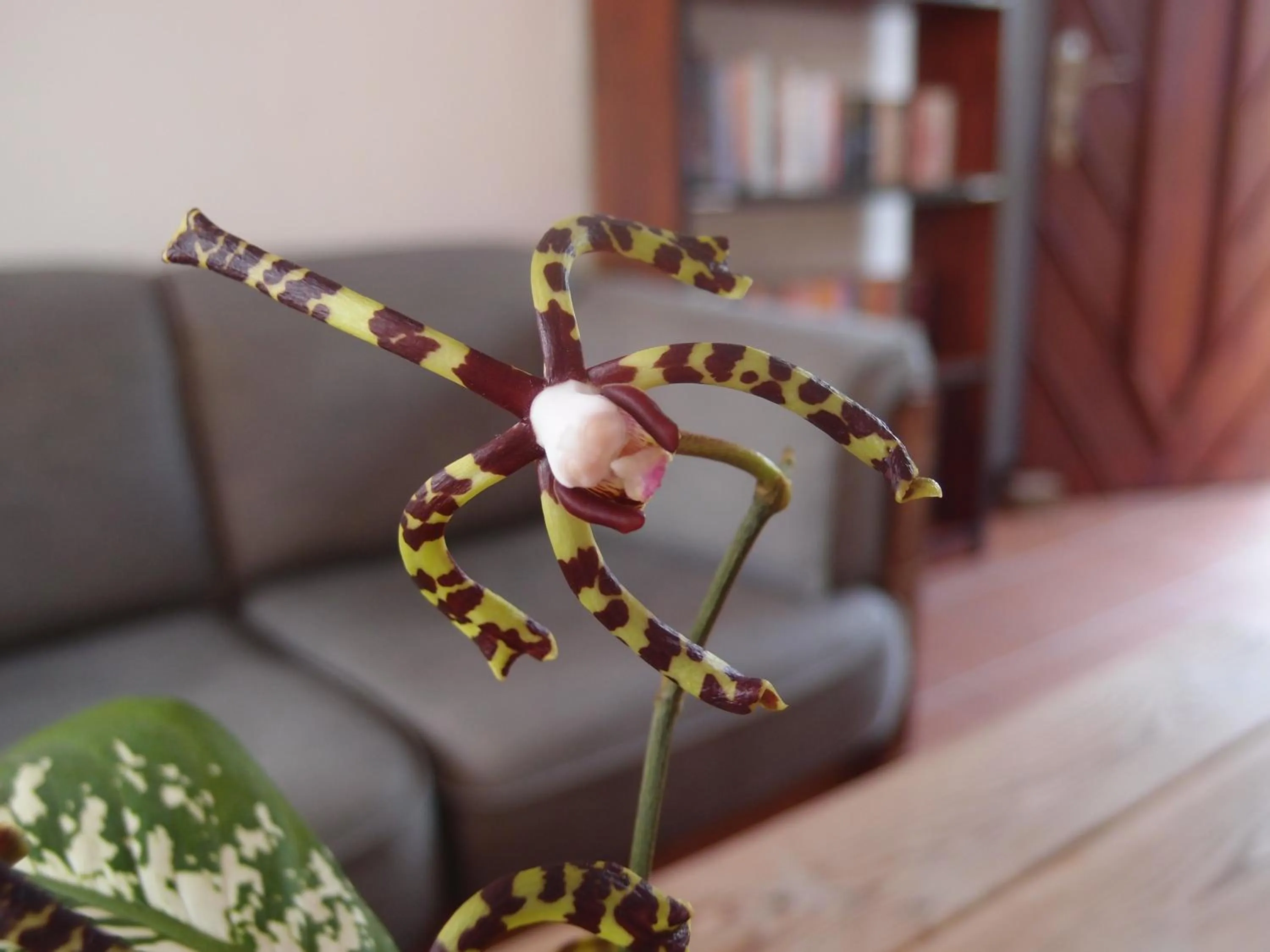 Decorative detail in Unawatuna Nor Lanka Hotel