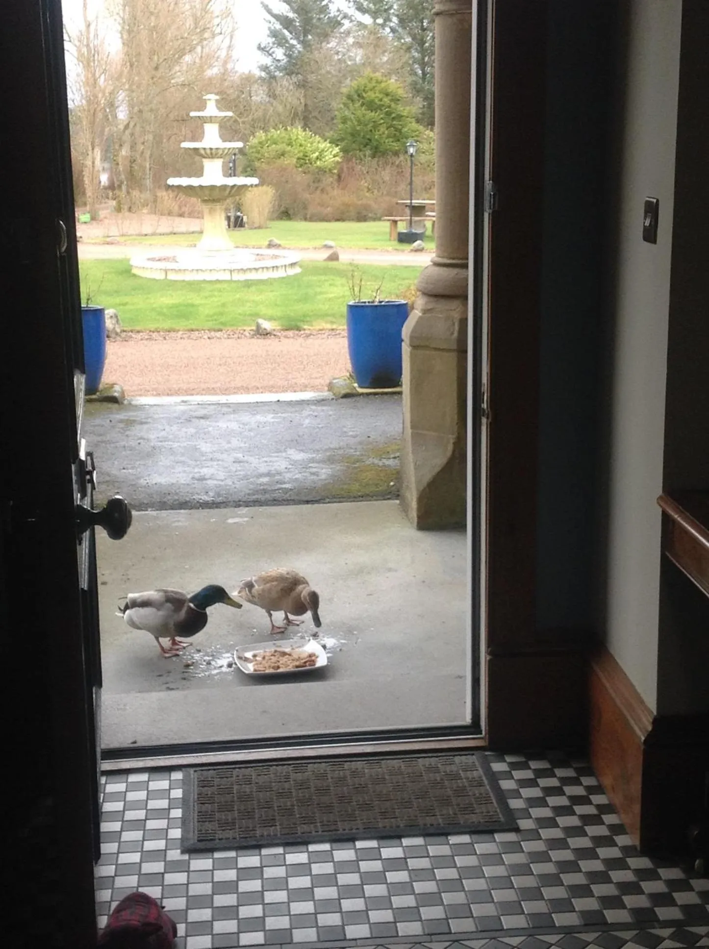 Pets in Camfield House