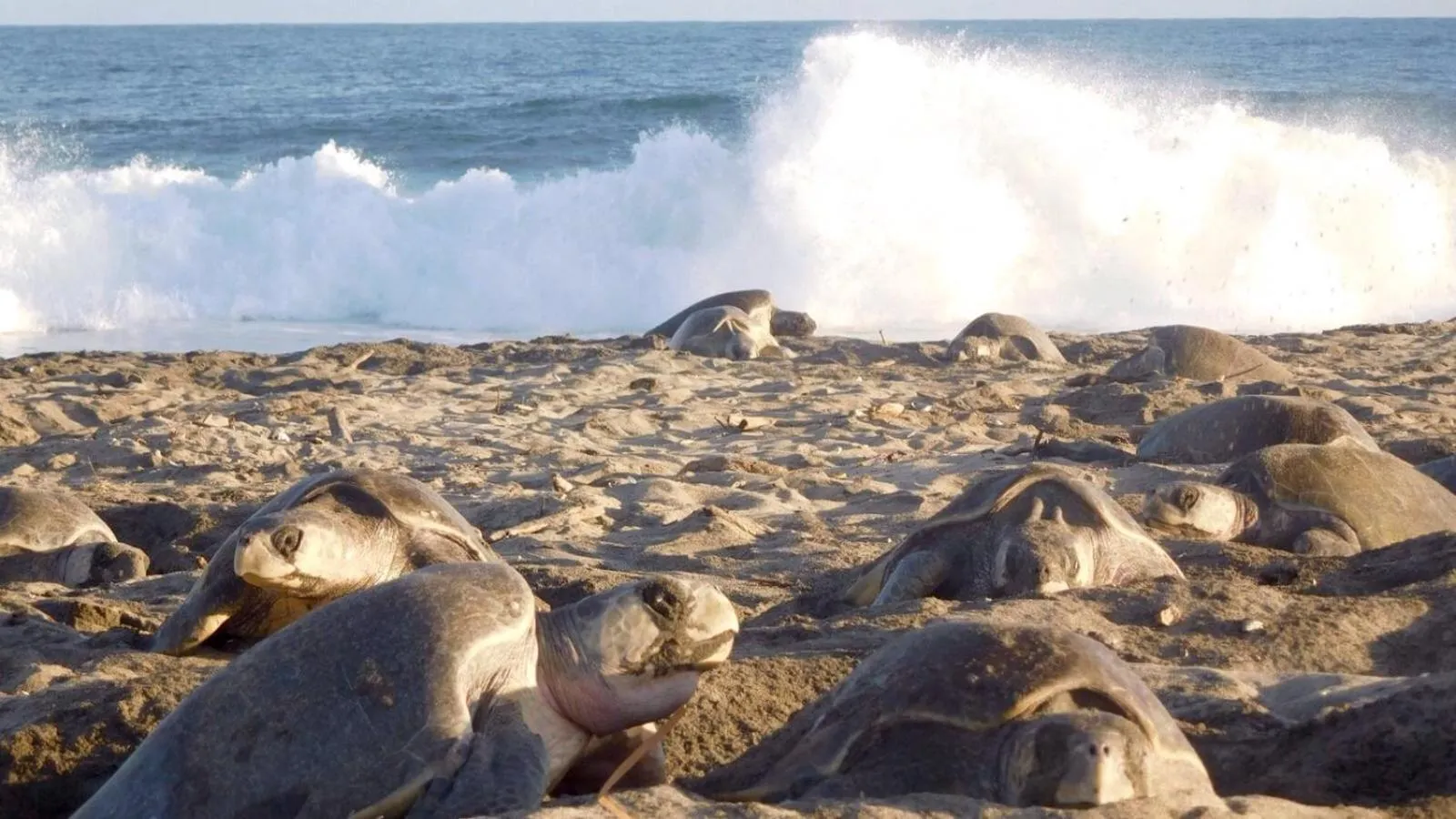 Beach in Las Cabañas Mágicas