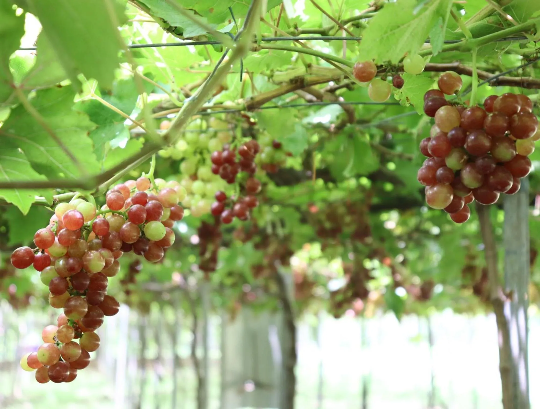 Activities in The Vineyard at Tanauan