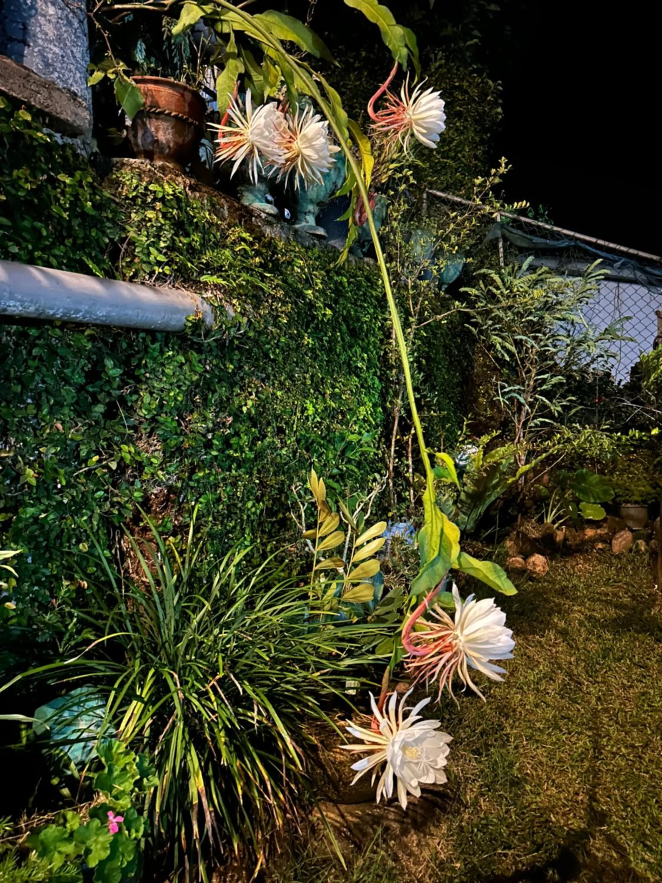 Spring in Bethel Rest Homestay