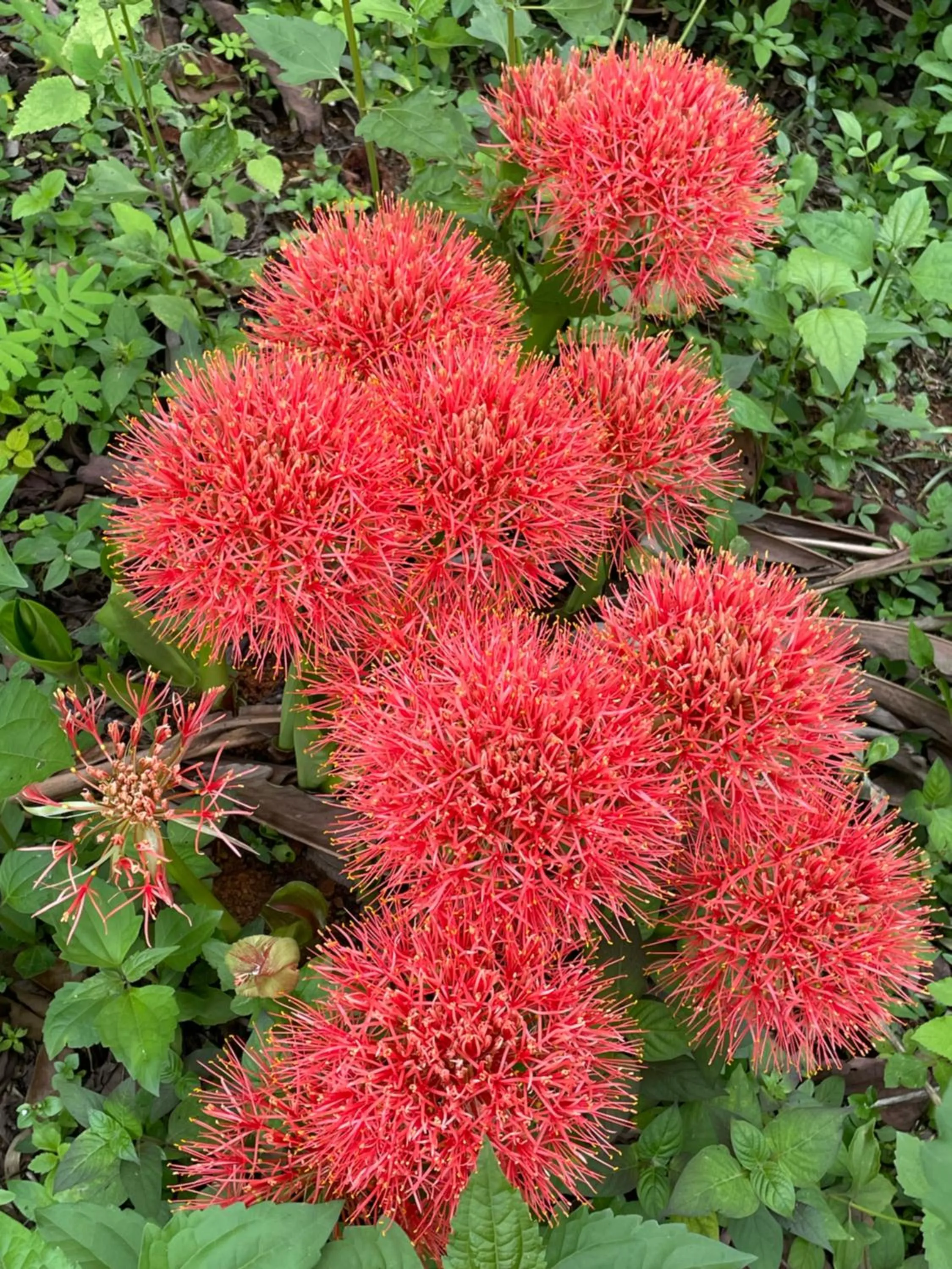 Garden in Chiang Dao Roundhouses