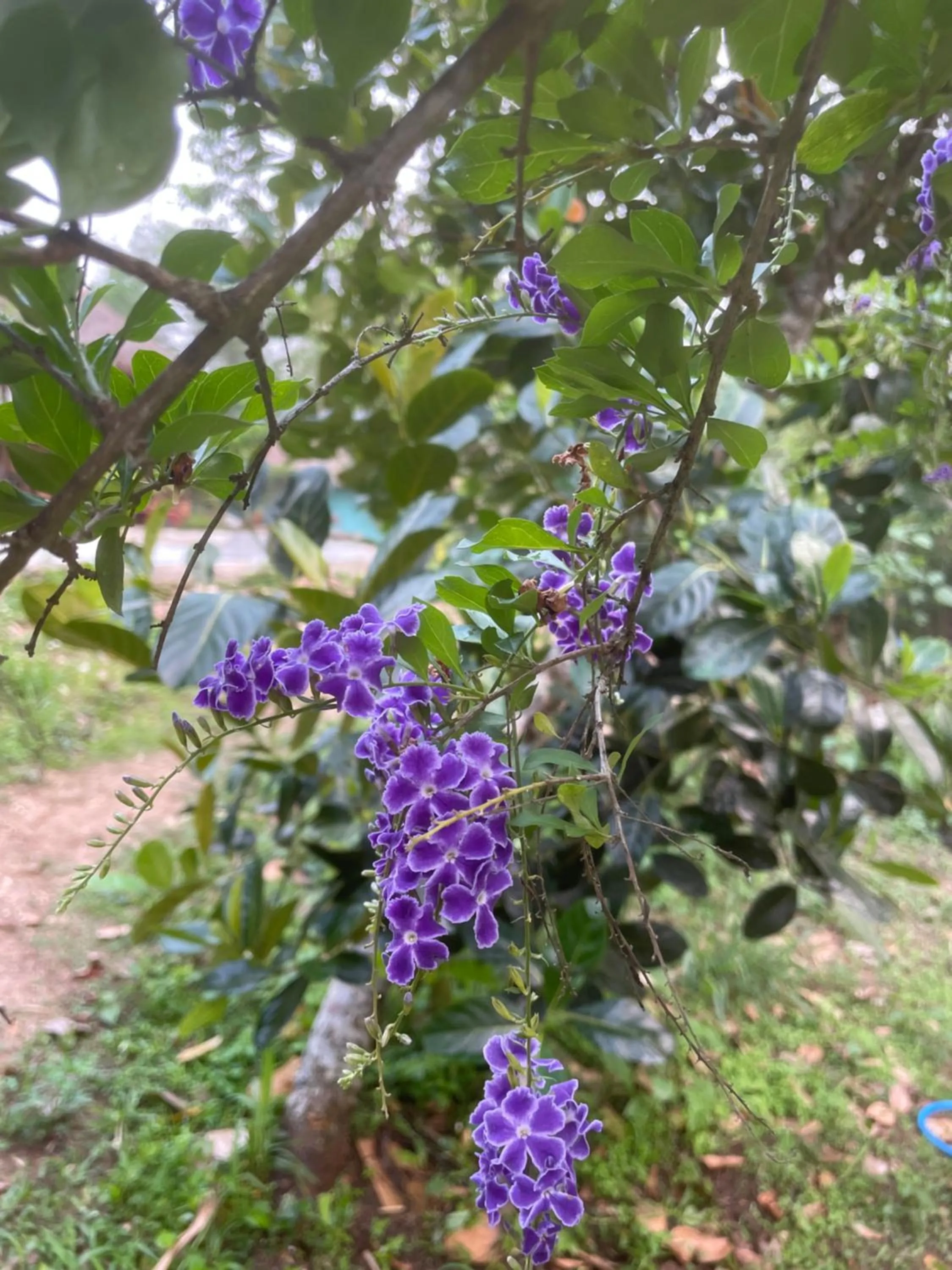 Garden in Chiang Dao Roundhouses