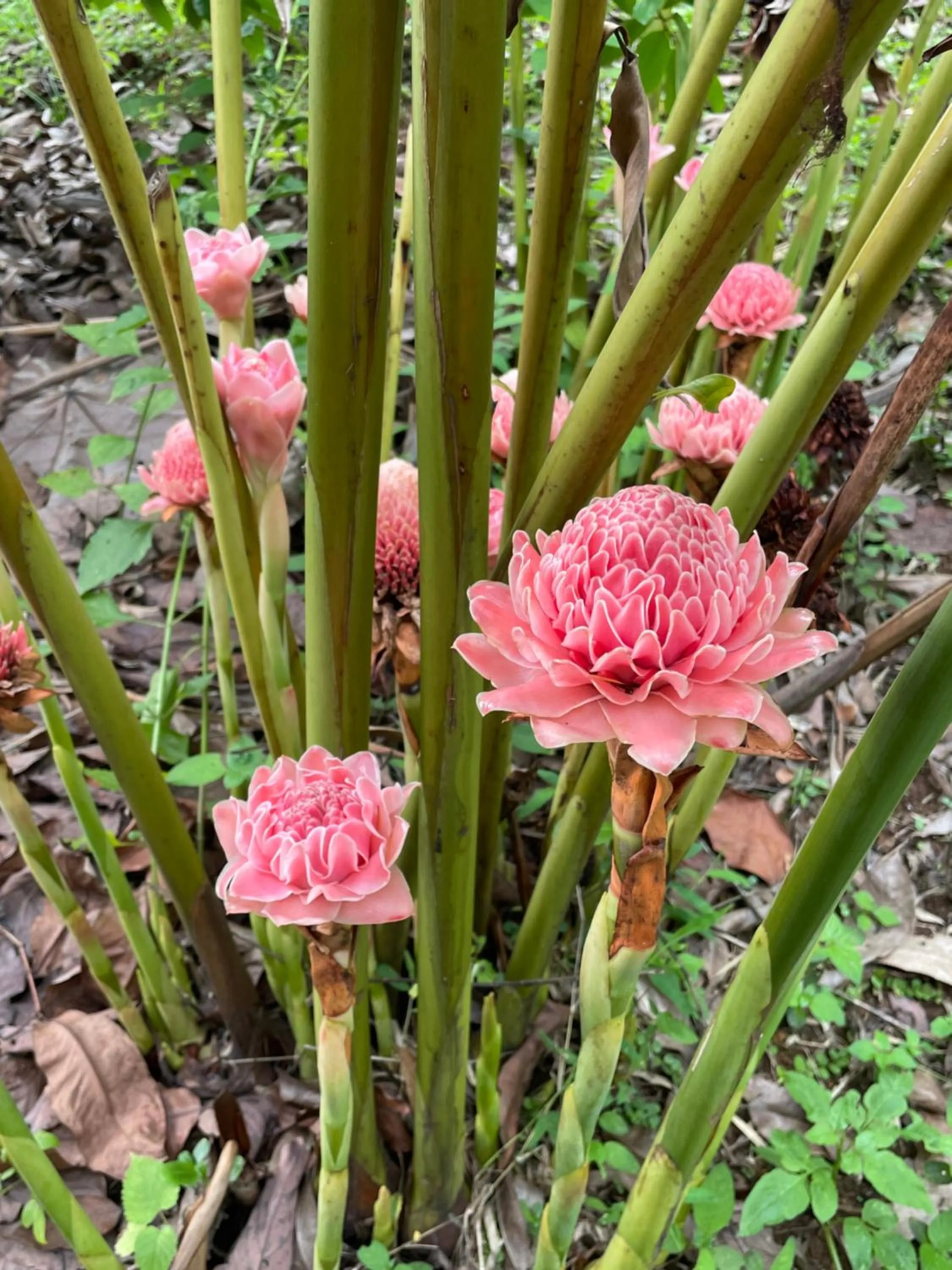 Garden in Chiang Dao Roundhouses