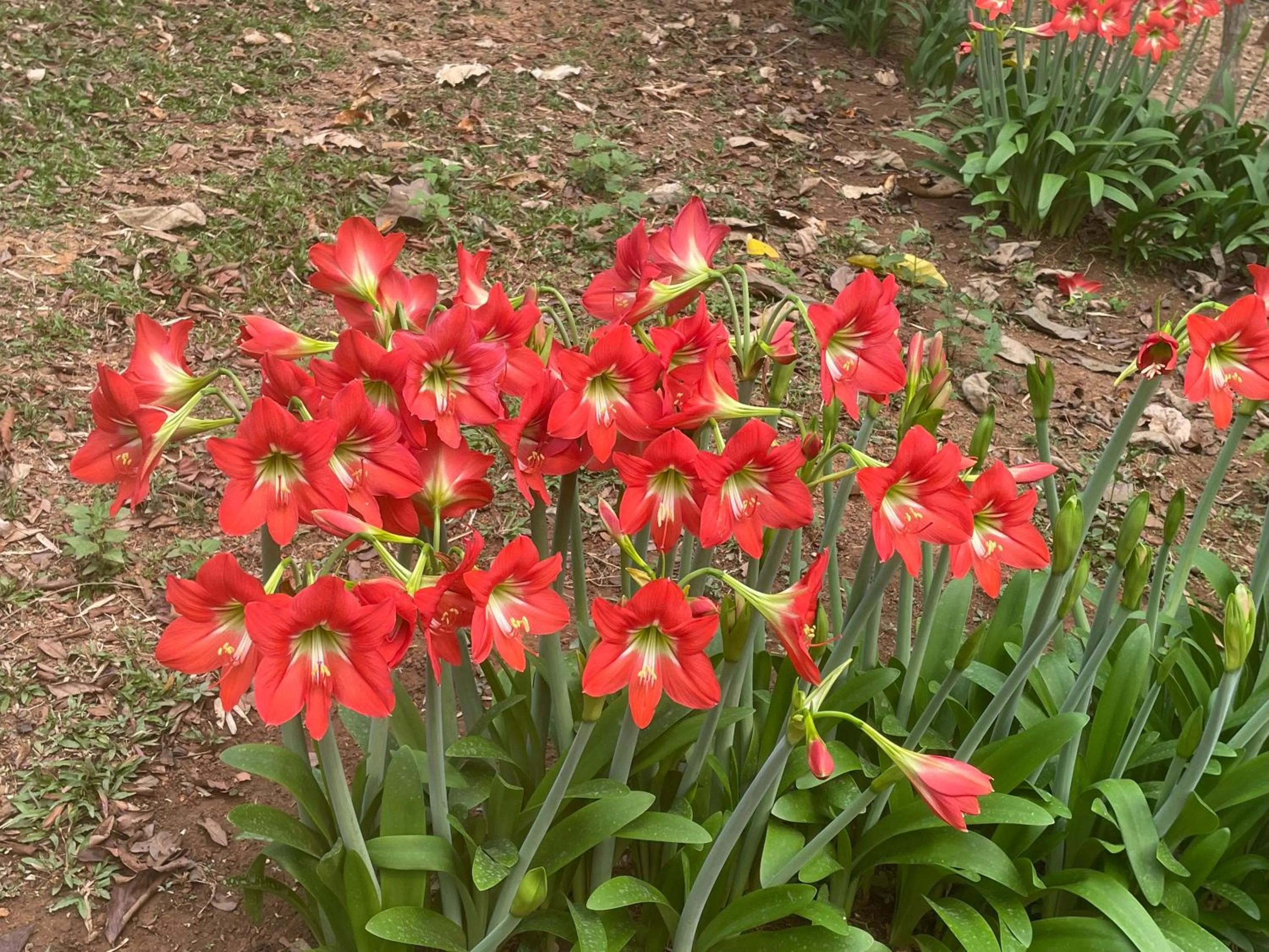 Garden in Chiang Dao Roundhouses