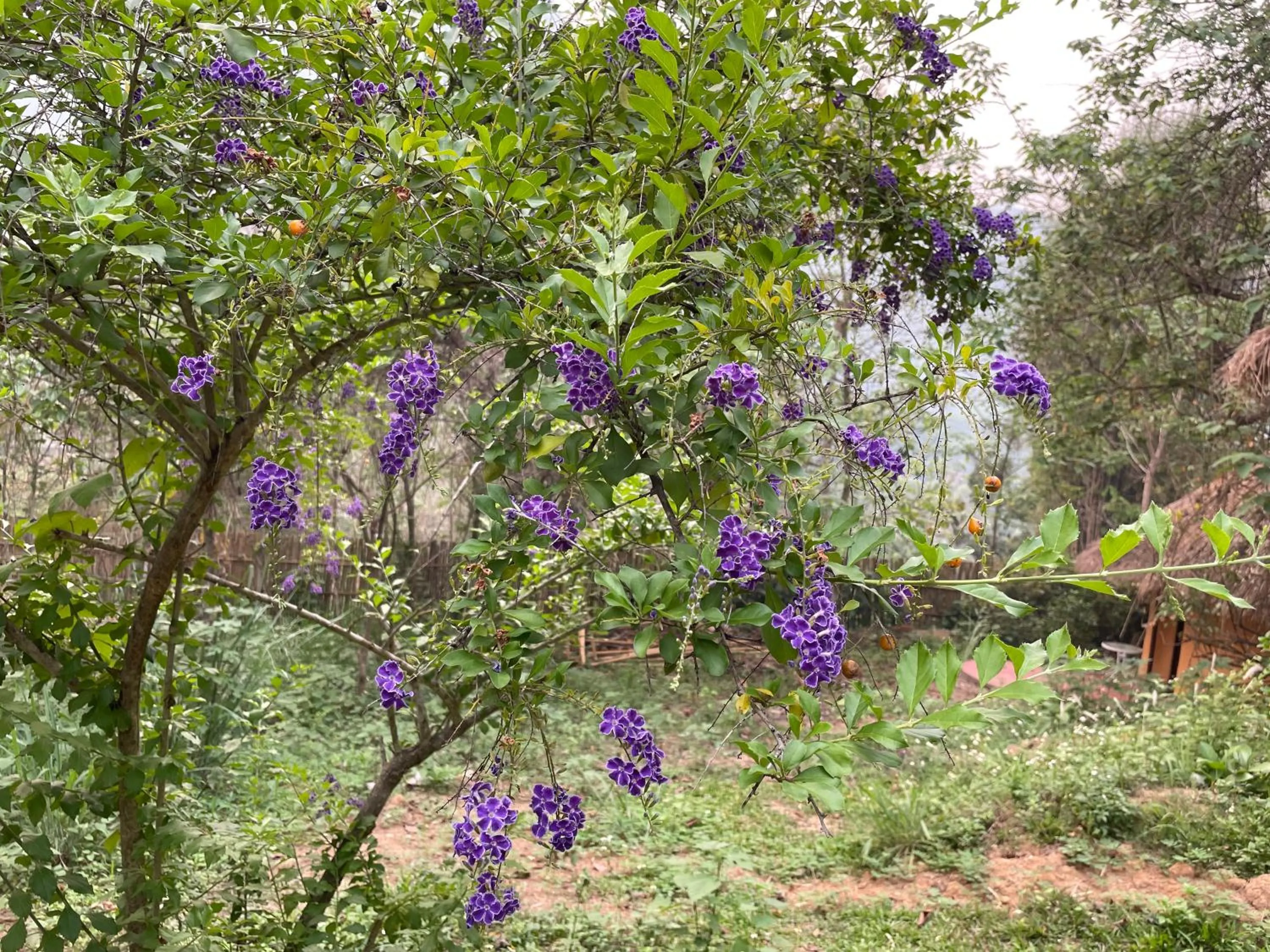 Natural landscape in Chiang Dao Roundhouses