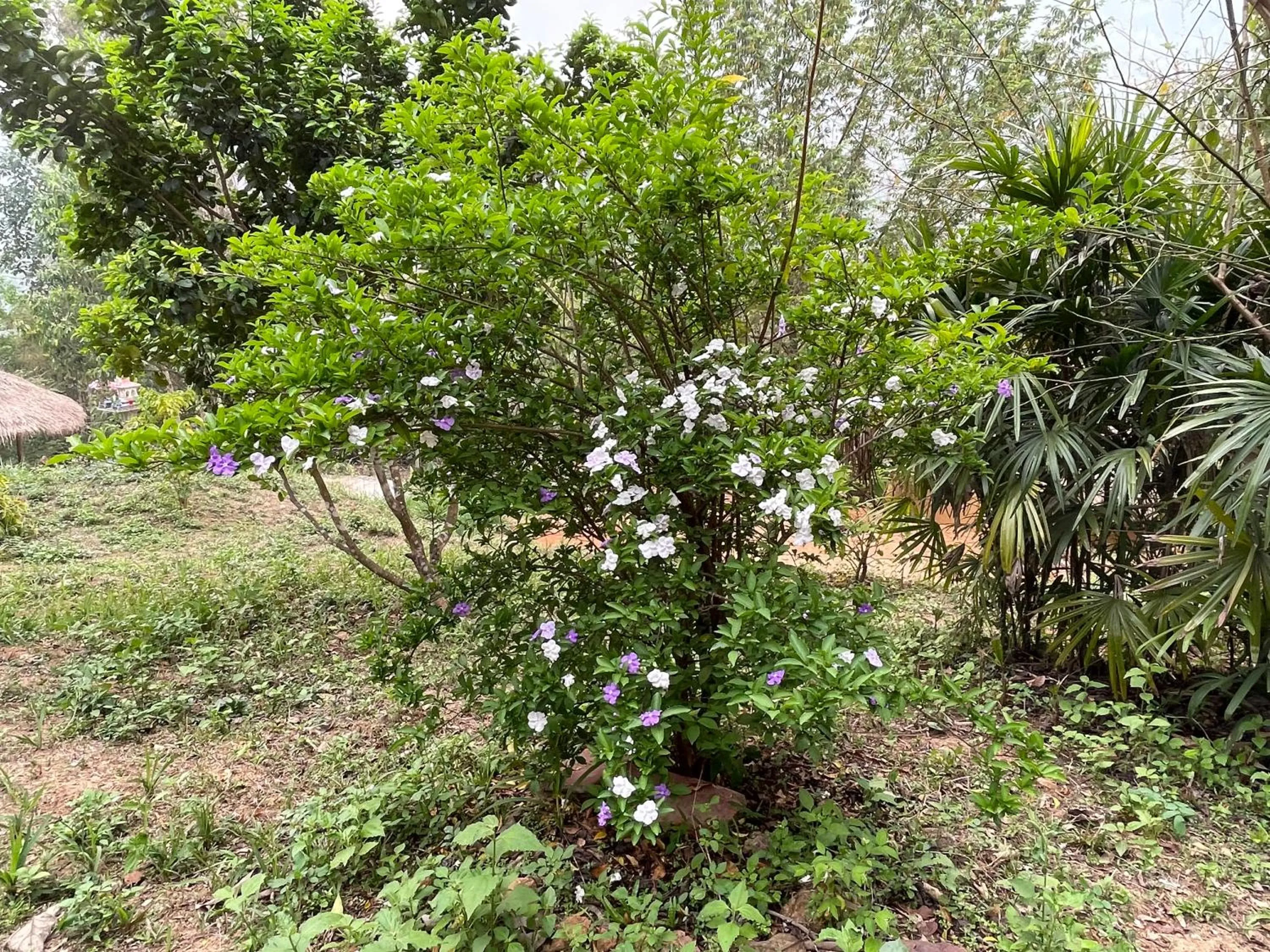 Garden in Chiang Dao Roundhouses