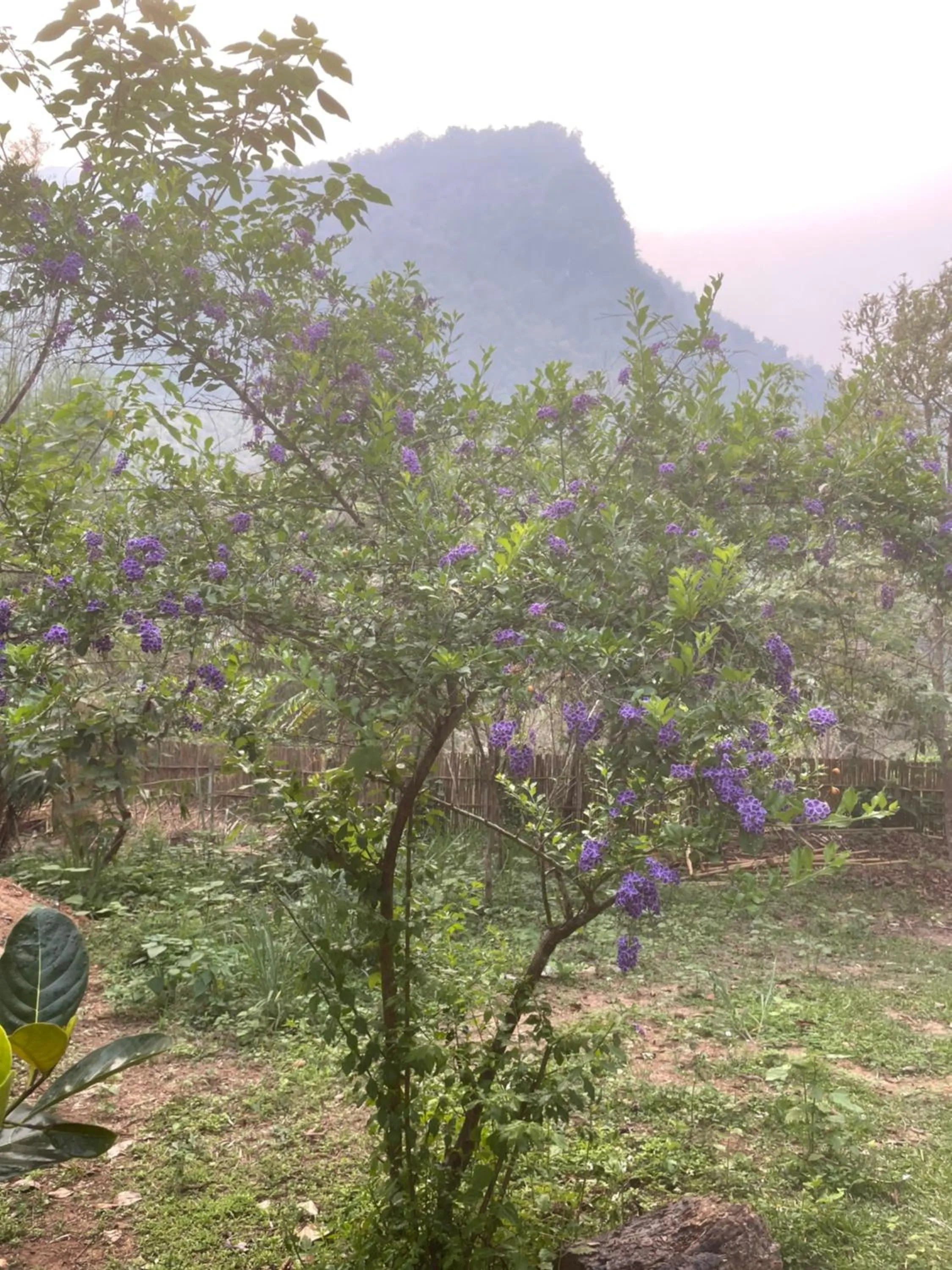 Garden in Chiang Dao Roundhouses