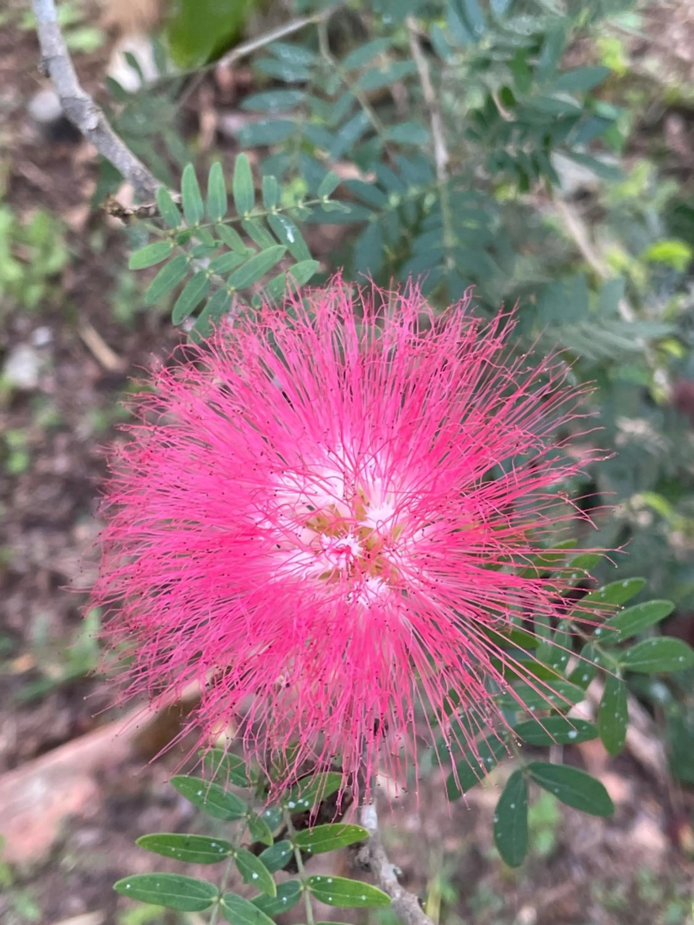 Garden in Chiang Dao Roundhouses