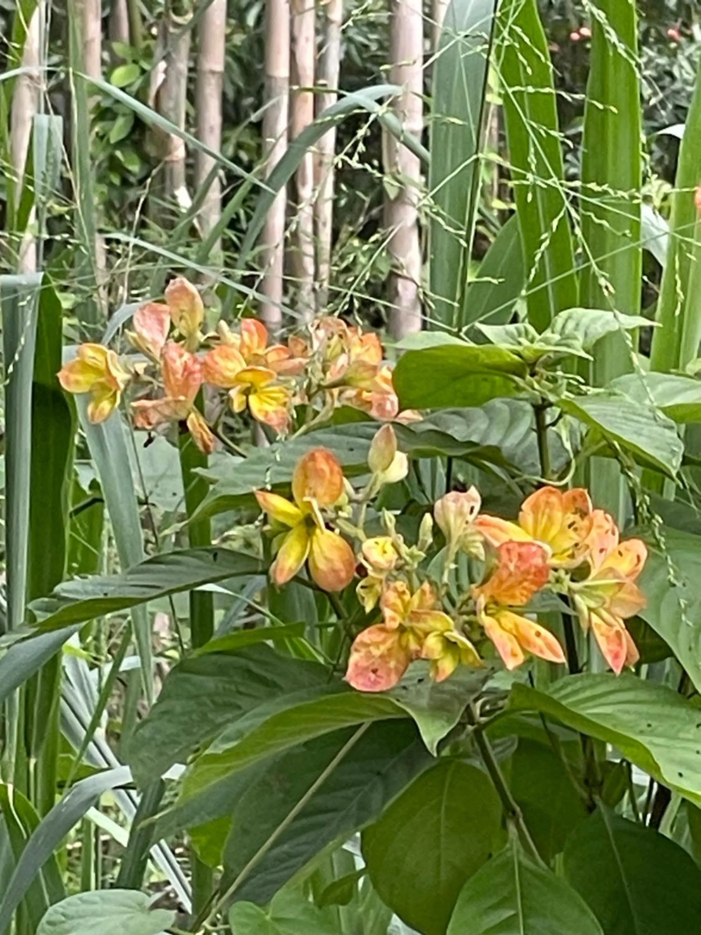 Natural landscape in Chiang Dao Roundhouses