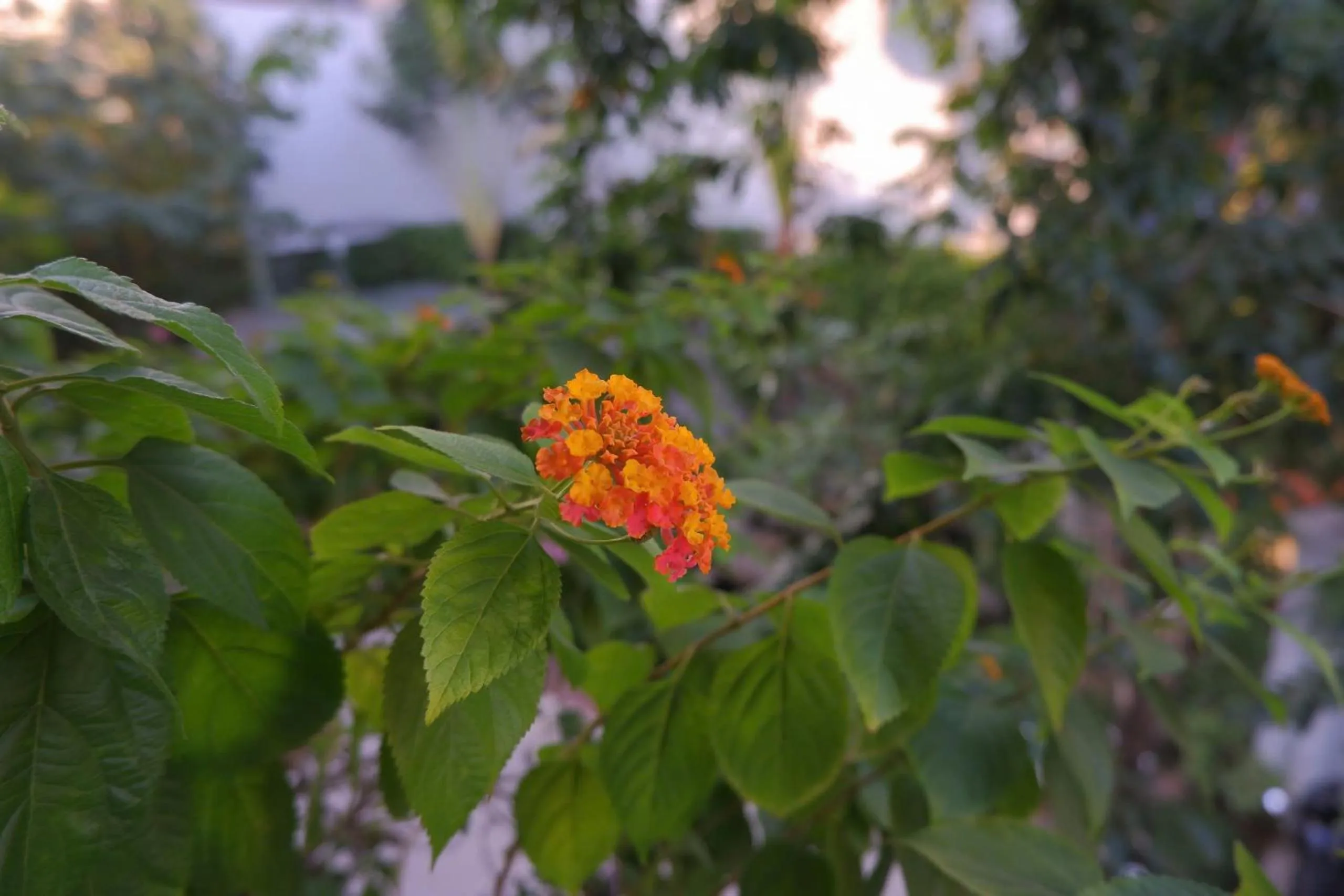 Day in Tuong Vi Hotel