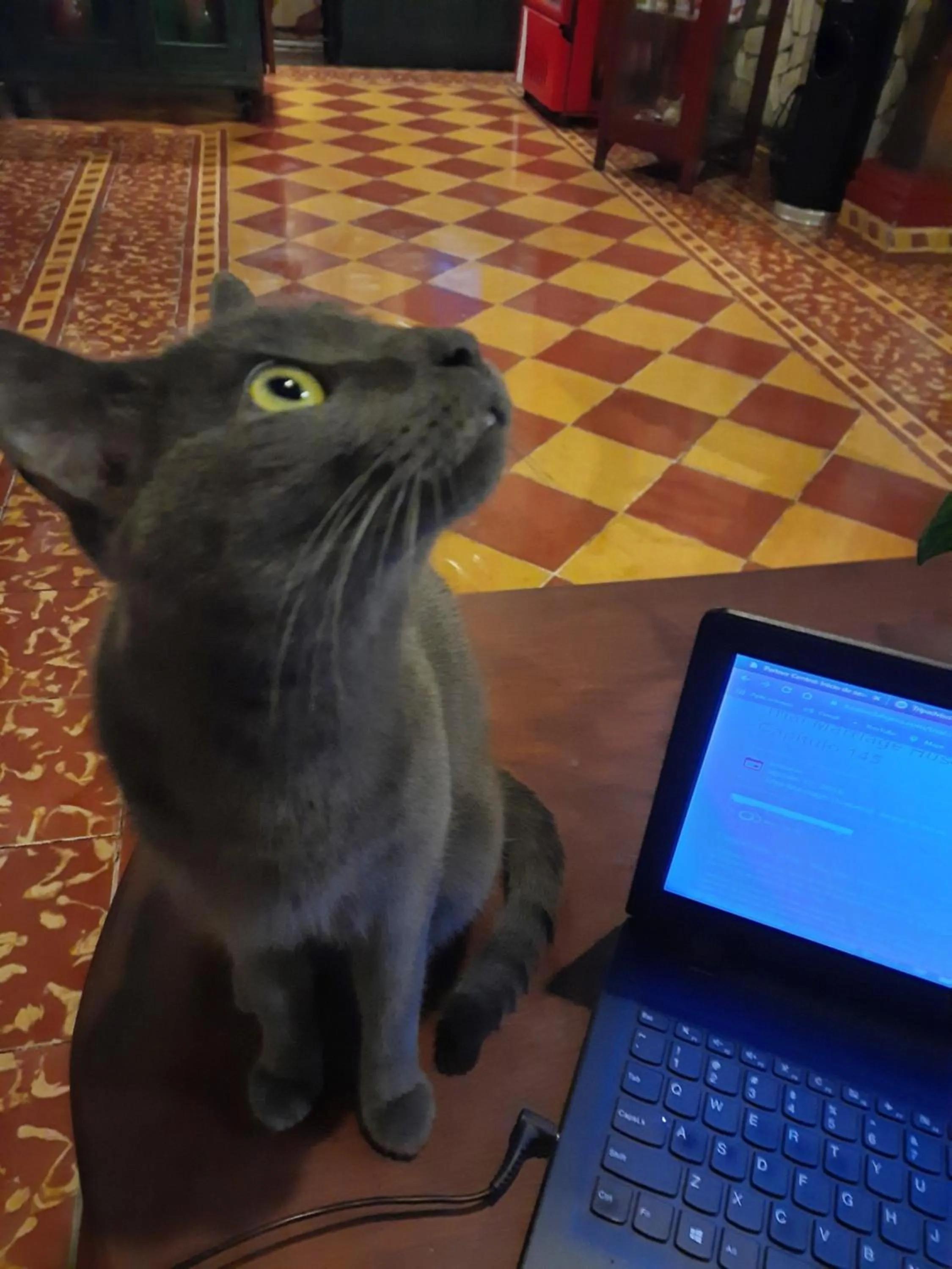 Animals in Hotel La Posada del Doctor