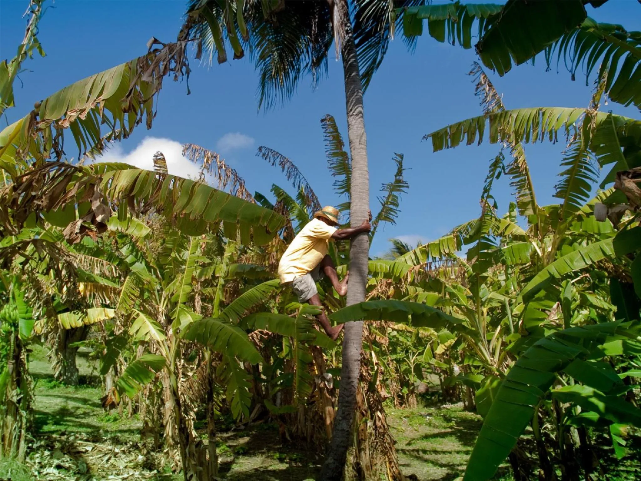 Natural landscape in Firefly Estate Bequia